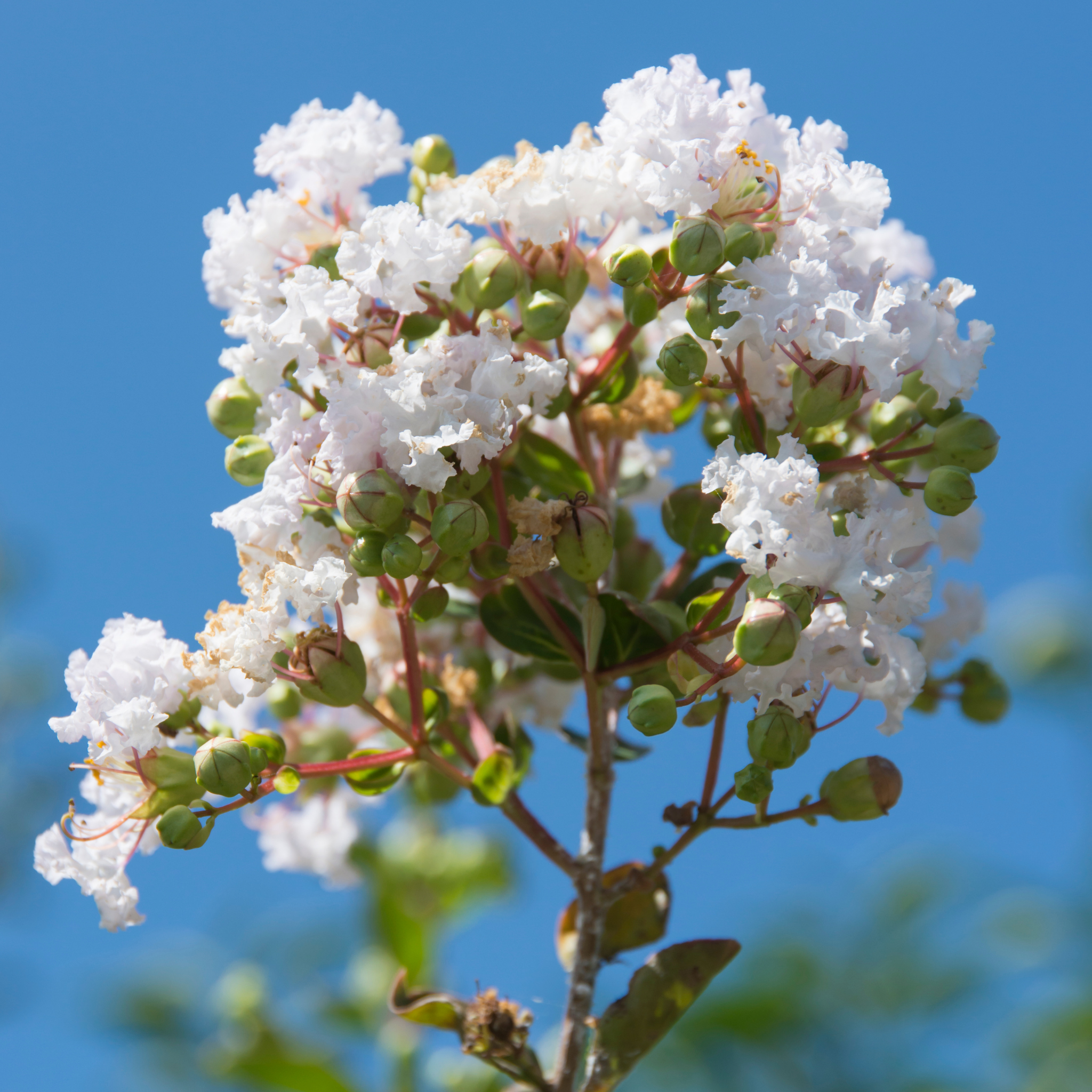 White Crepe Myrtle - Lagerstroemia indica fauriei 'Acoma'