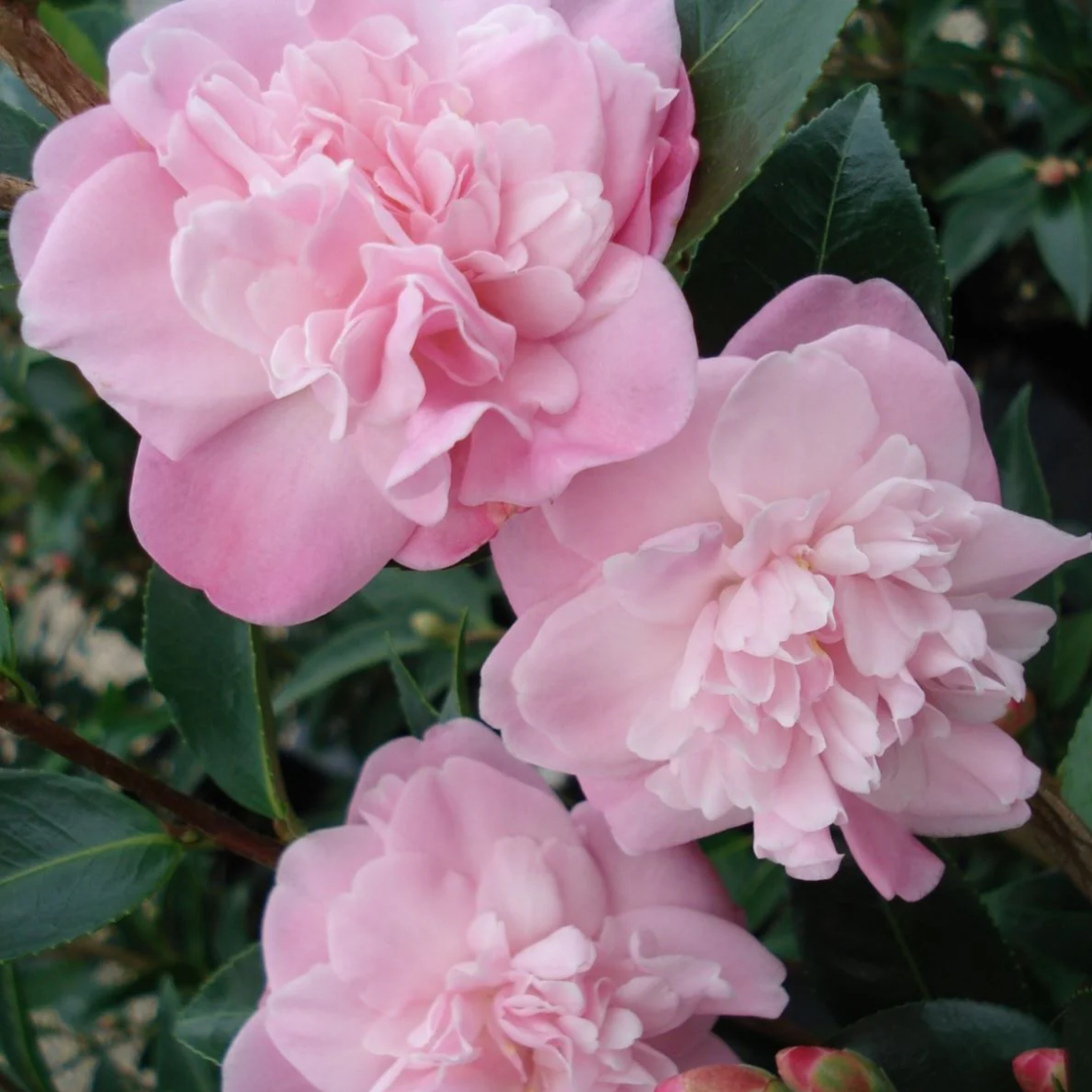 Camellia Sweet Jane - Camellia hybrida 'Sweet Jane'