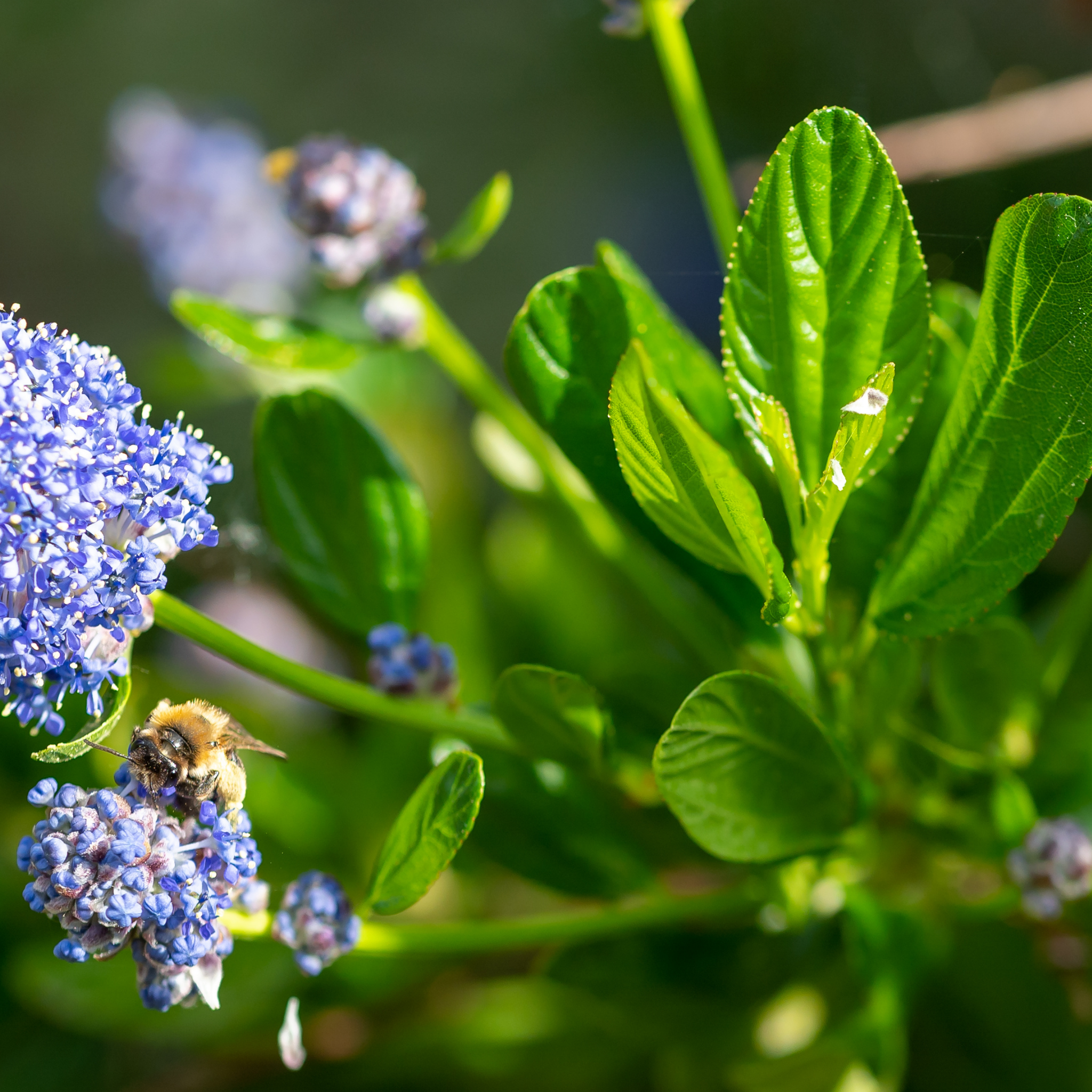 California Lilac - Ceanothus griseus horizontalis Yankee Point