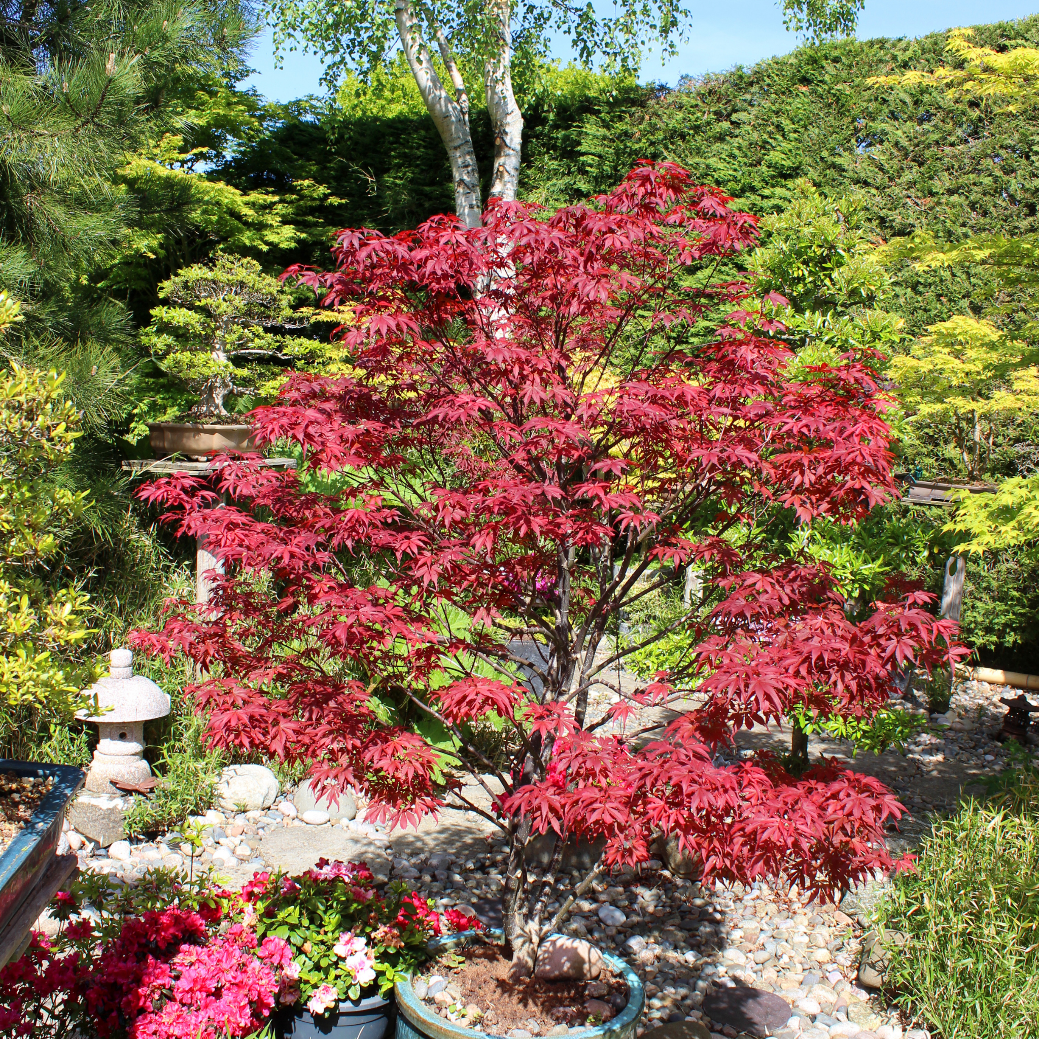 Tree with red foliage in a garden setting with other plants and rocks.
