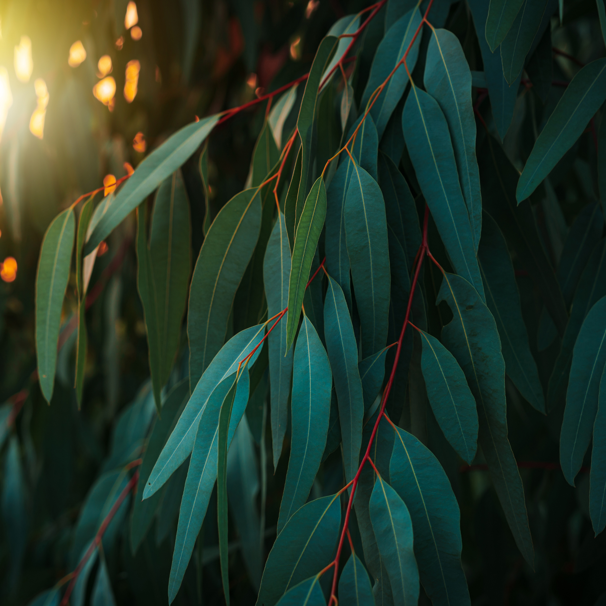 Eucalyptus Silver Princess Gum - Eucalyptus caesia Silver Princess