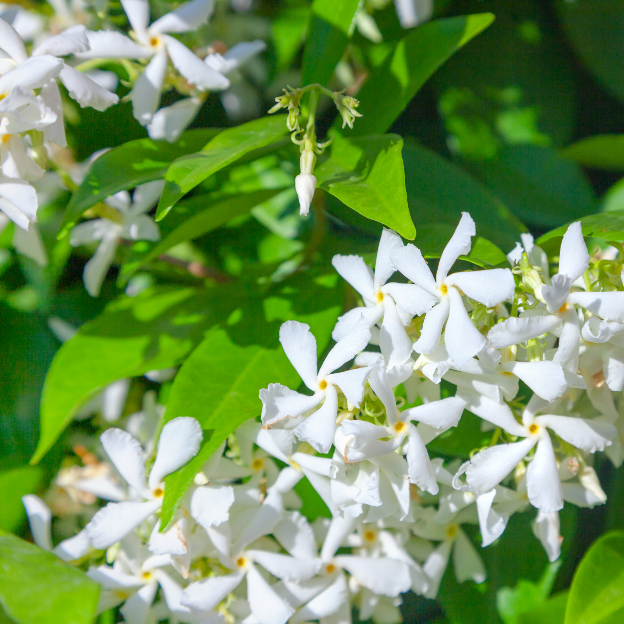 Japanese Star Jasmine - Trachelospermum asiaticum