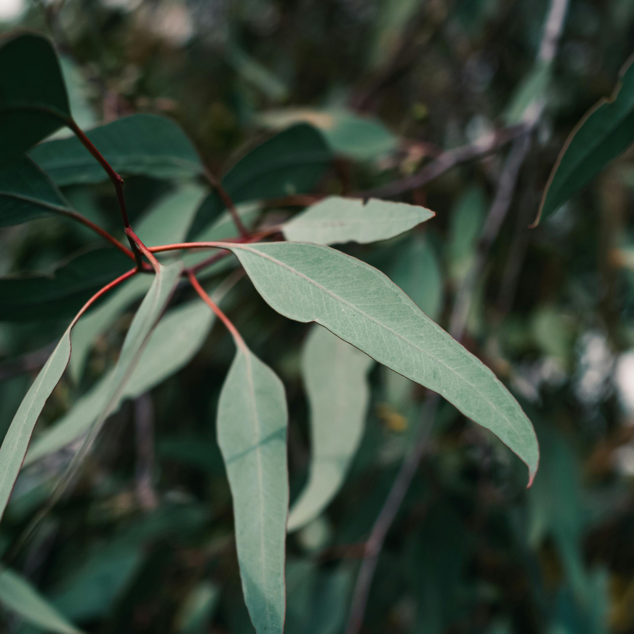 Red River Gum - Eucalyptus camaldulensis