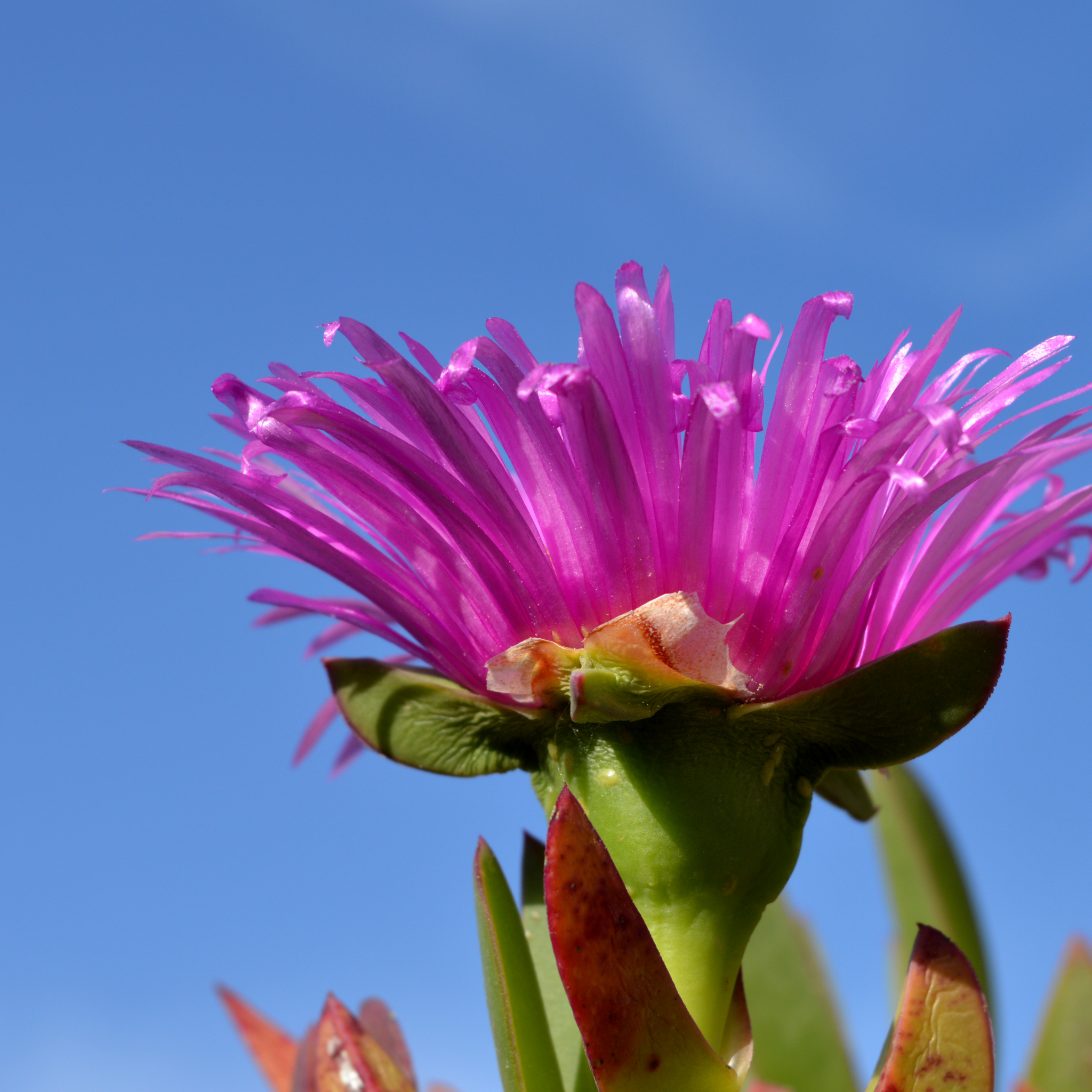 Native Pigface - Carpobrotus rossii