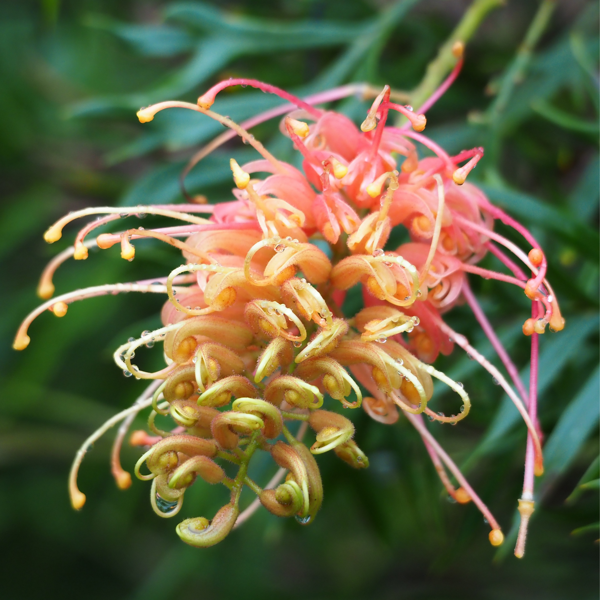 Grevillea 'Superb' - Grevillea banksii bipinnatifida Superb
