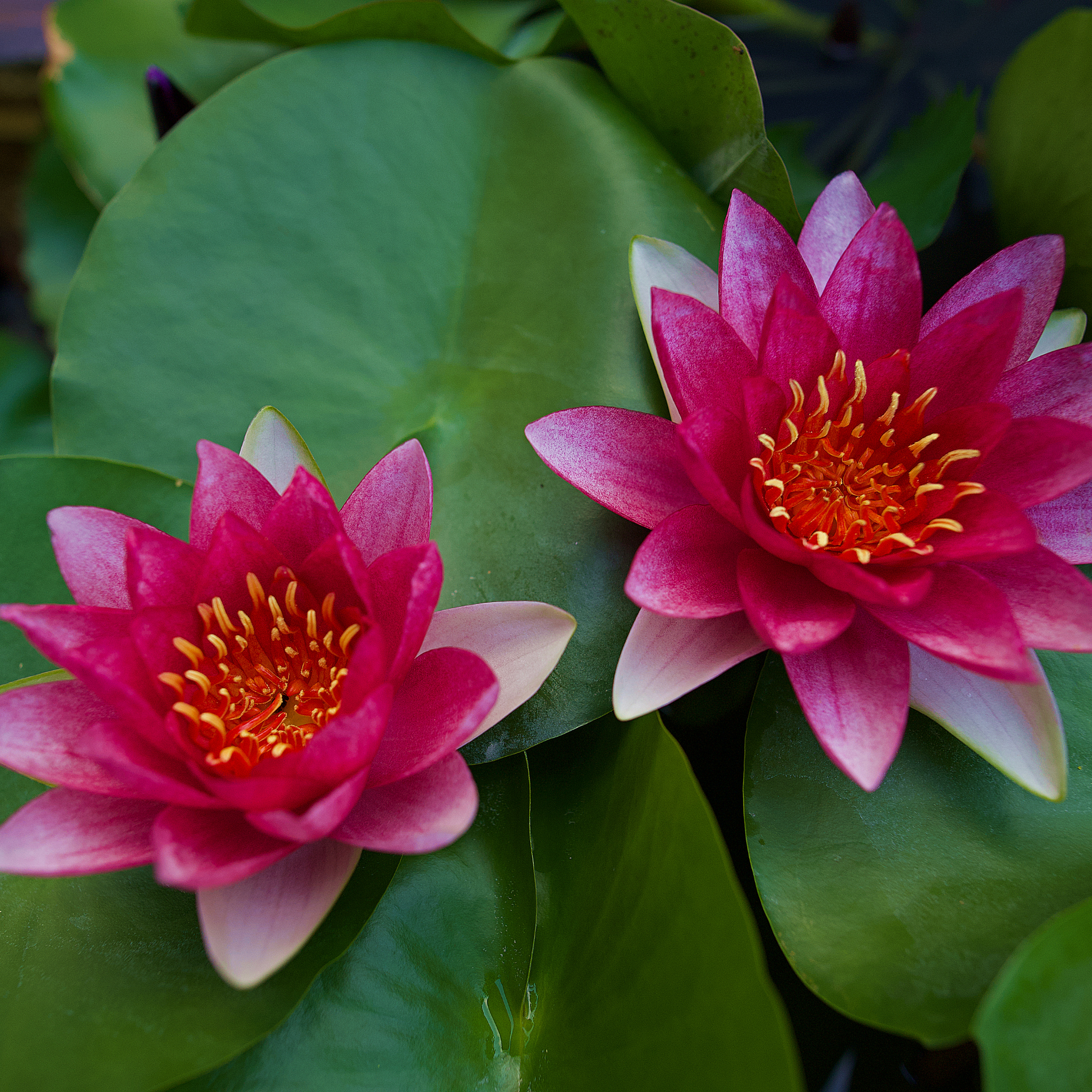 Red Water Lily - Nymphaea hybrida Red