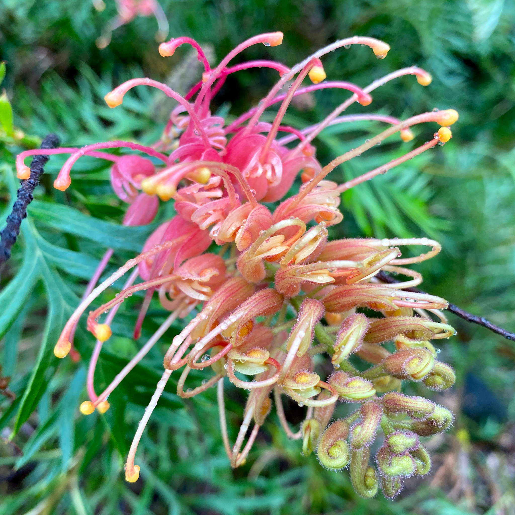 Grevillea hybrida Peaches and Cream