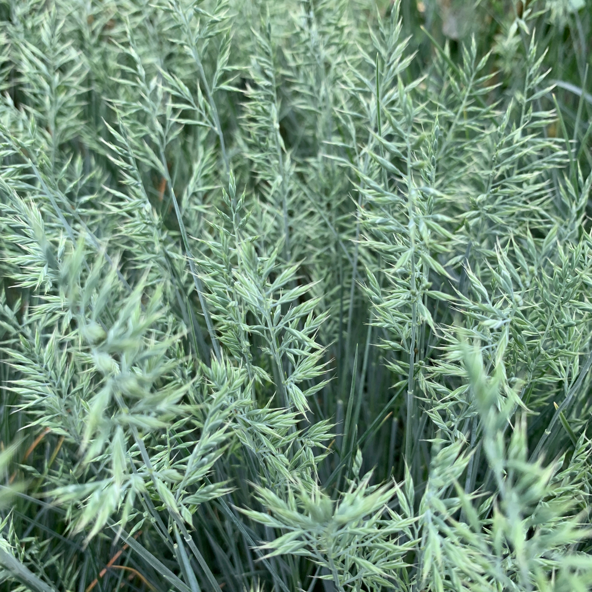 Blue Fescue - Festuca glauca