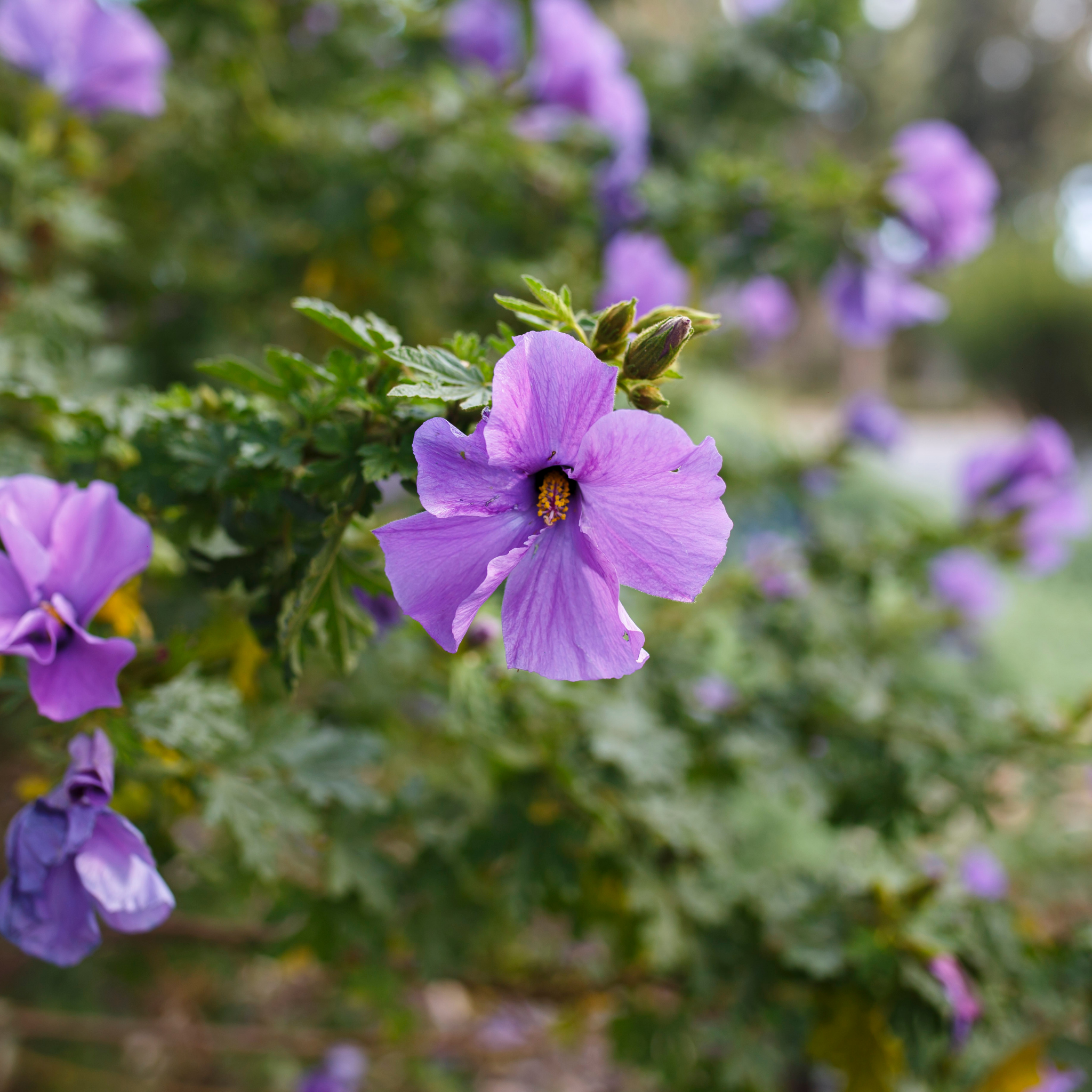 Native Hibiscus - Alyogyne huegelii 'East Coast Gem'