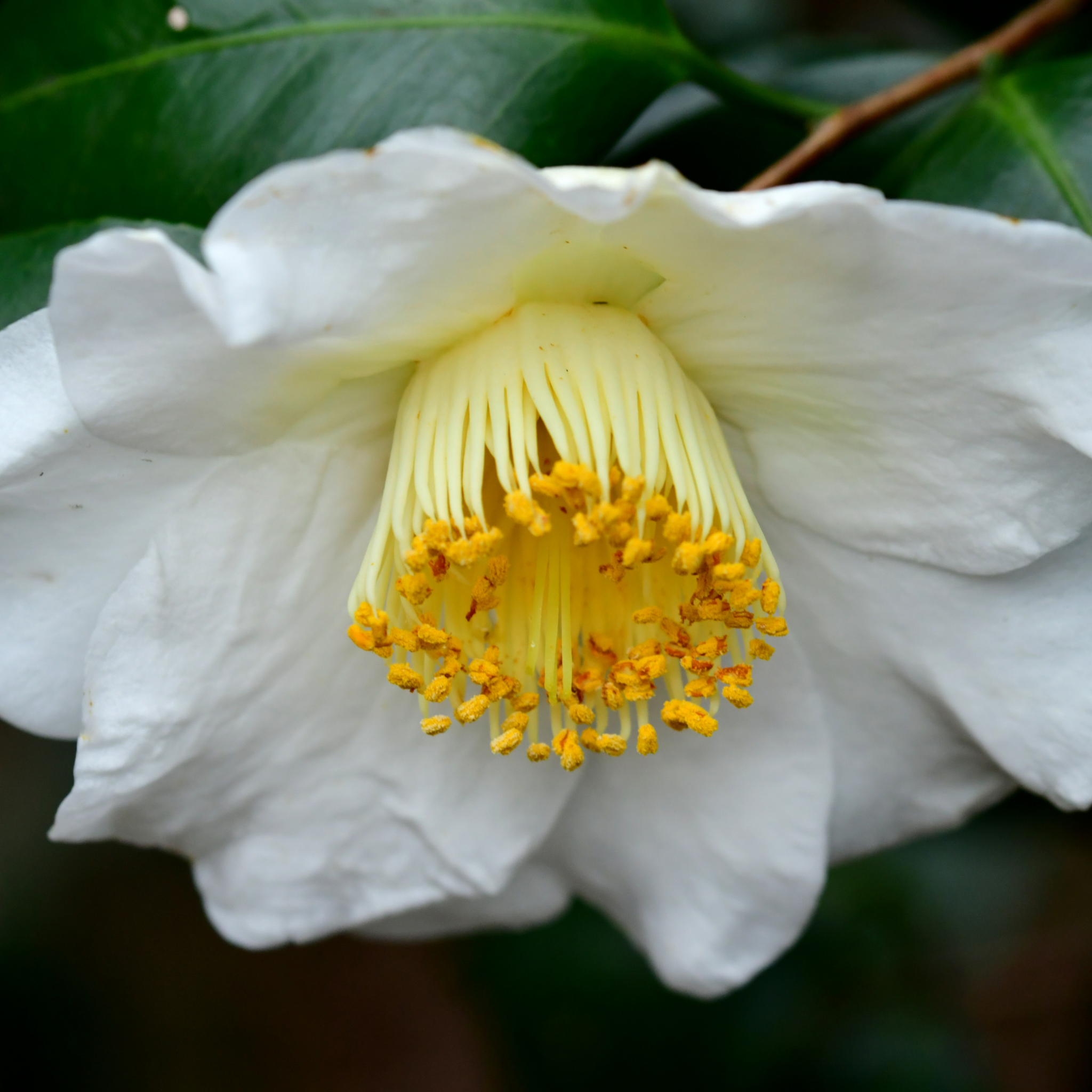 Camellia japonica Lovelight