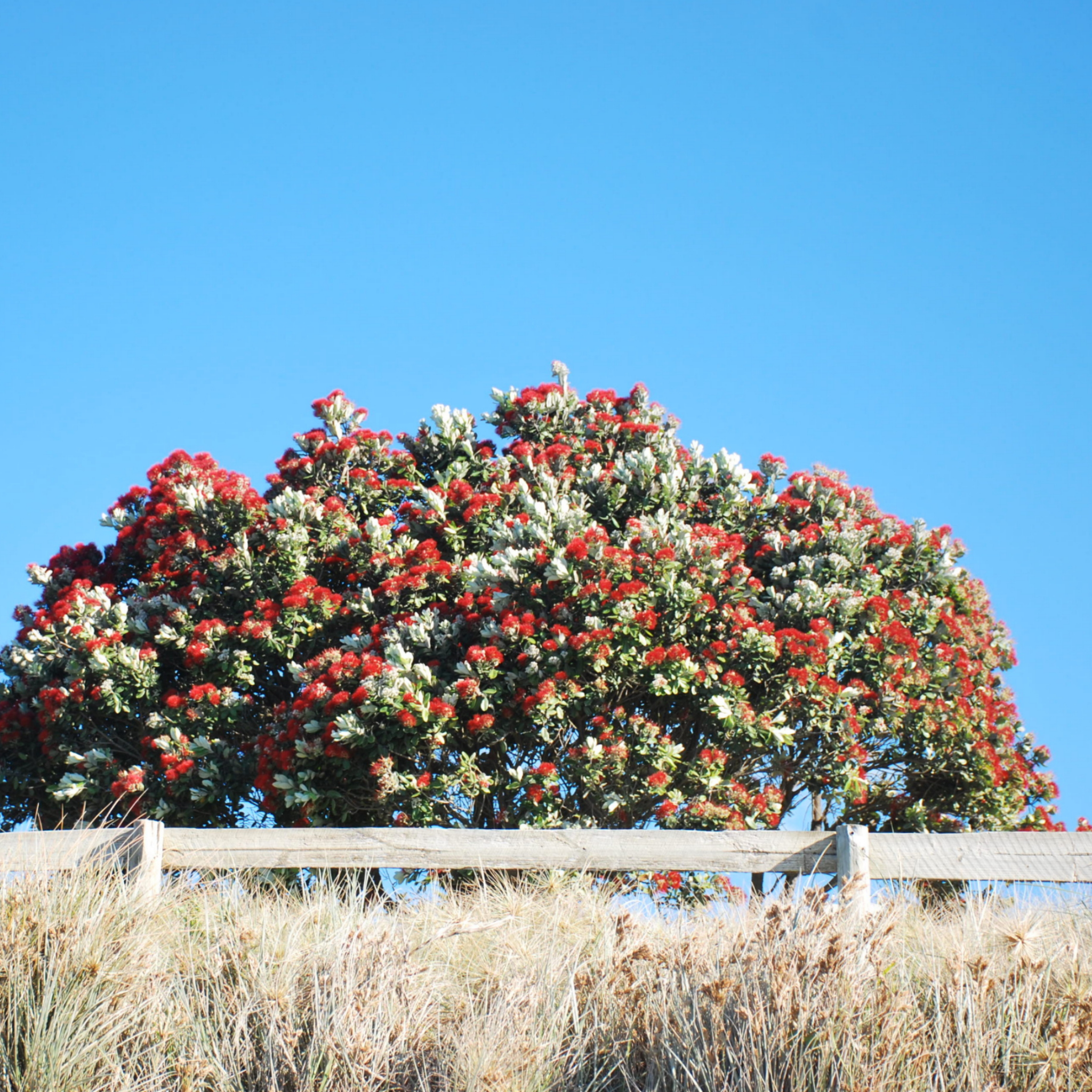 New Zealand Christmas Bush - Metrosideros collina Tahiti