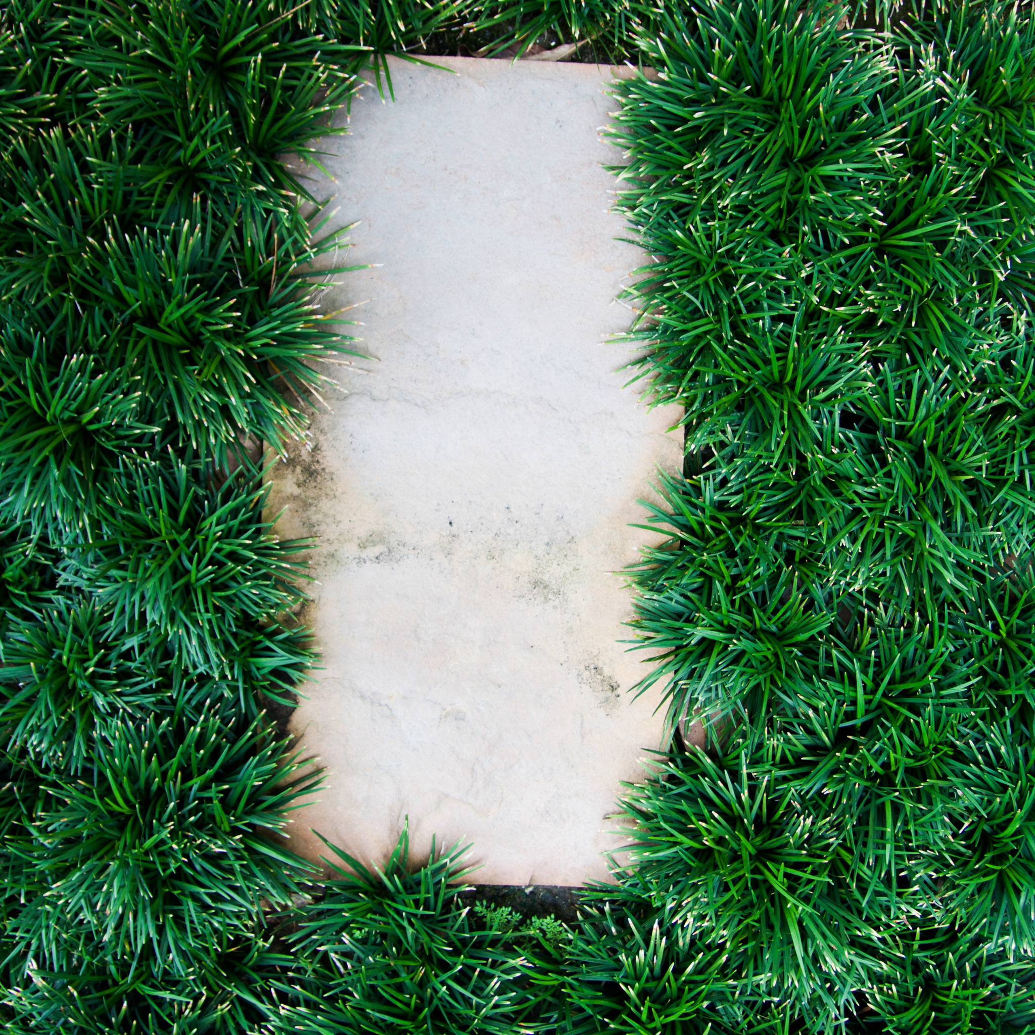 Mondo Grass - Ophiopogon japonicus