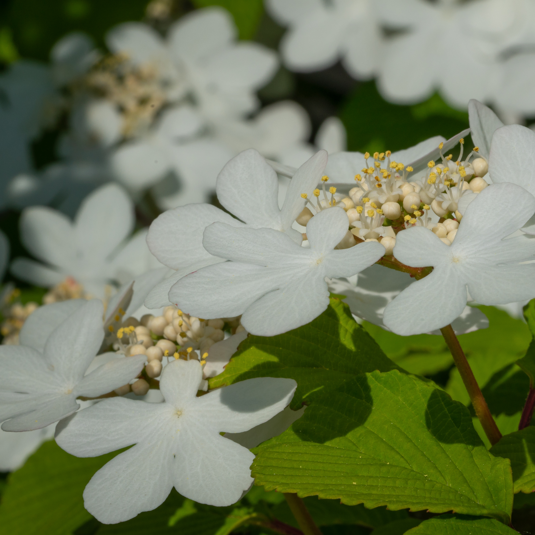 Viburnum plicatum Japanese snowball - Viburnum plicatum tomentosum Mariesii