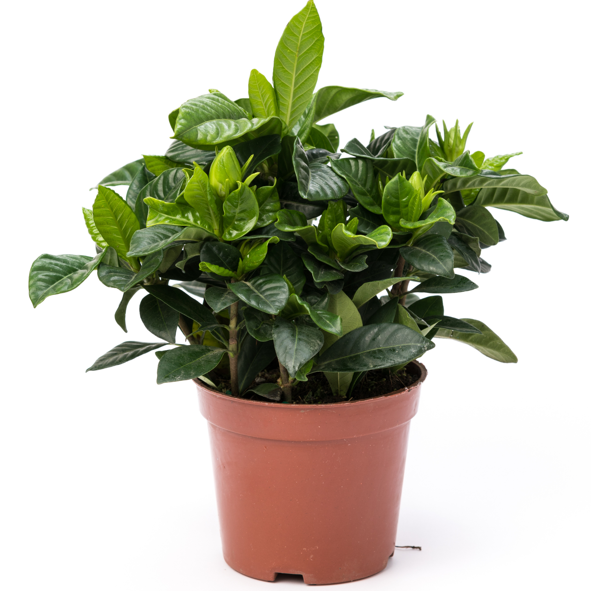 Gardenia augusta Aimee Yoshiba