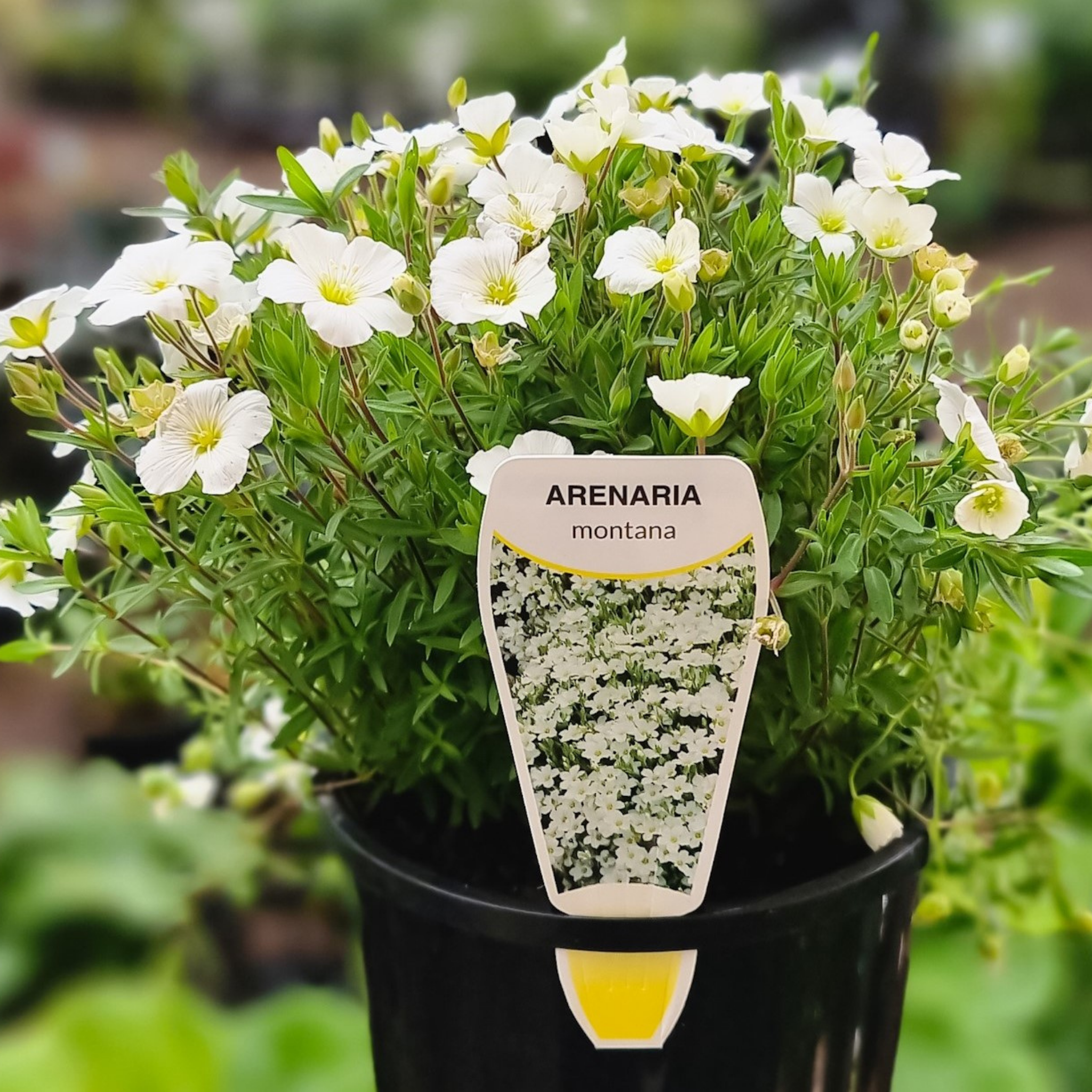 Mountain Sandwort - Arenaria montana