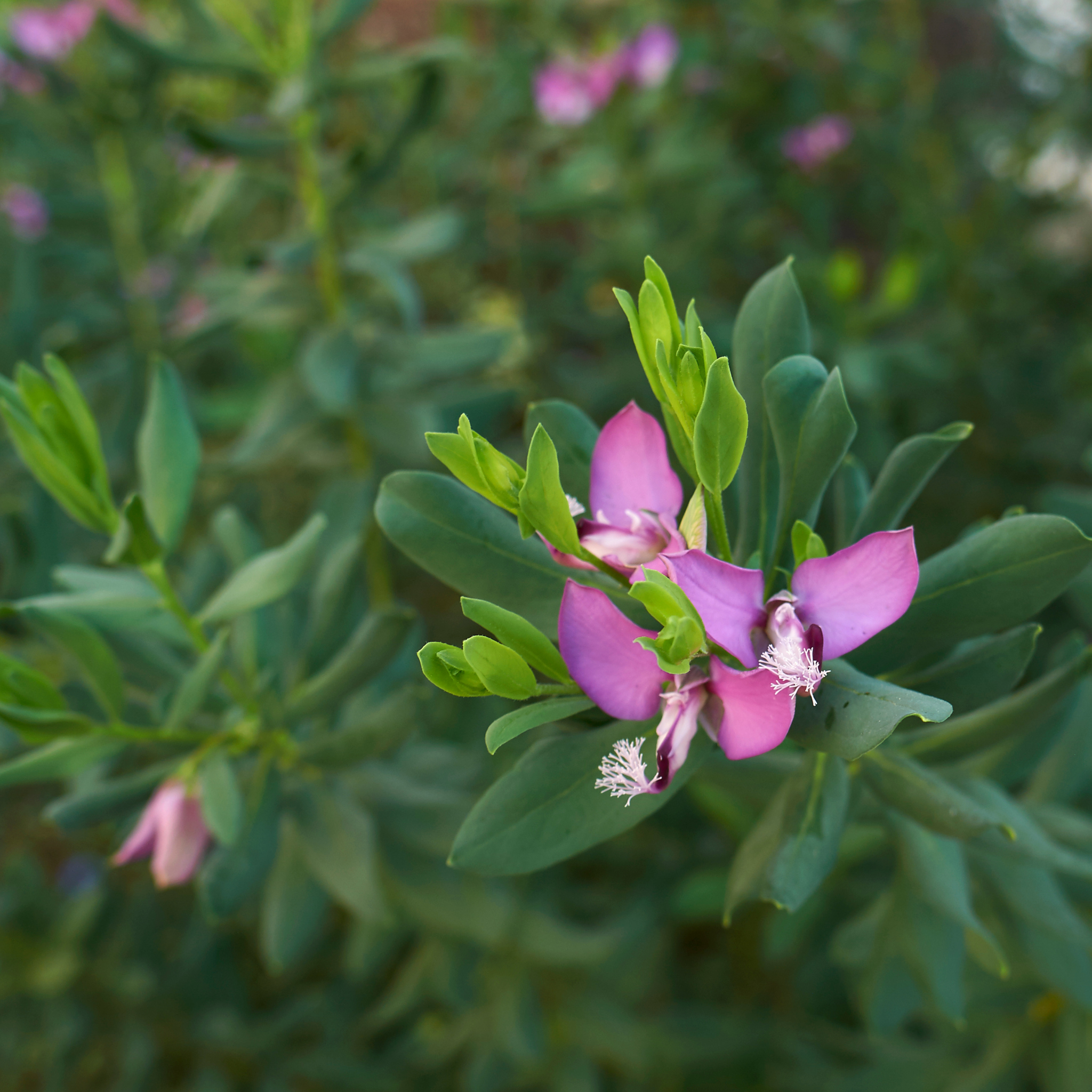 Close-up of a pink flower with green leaves on a blurred natural background