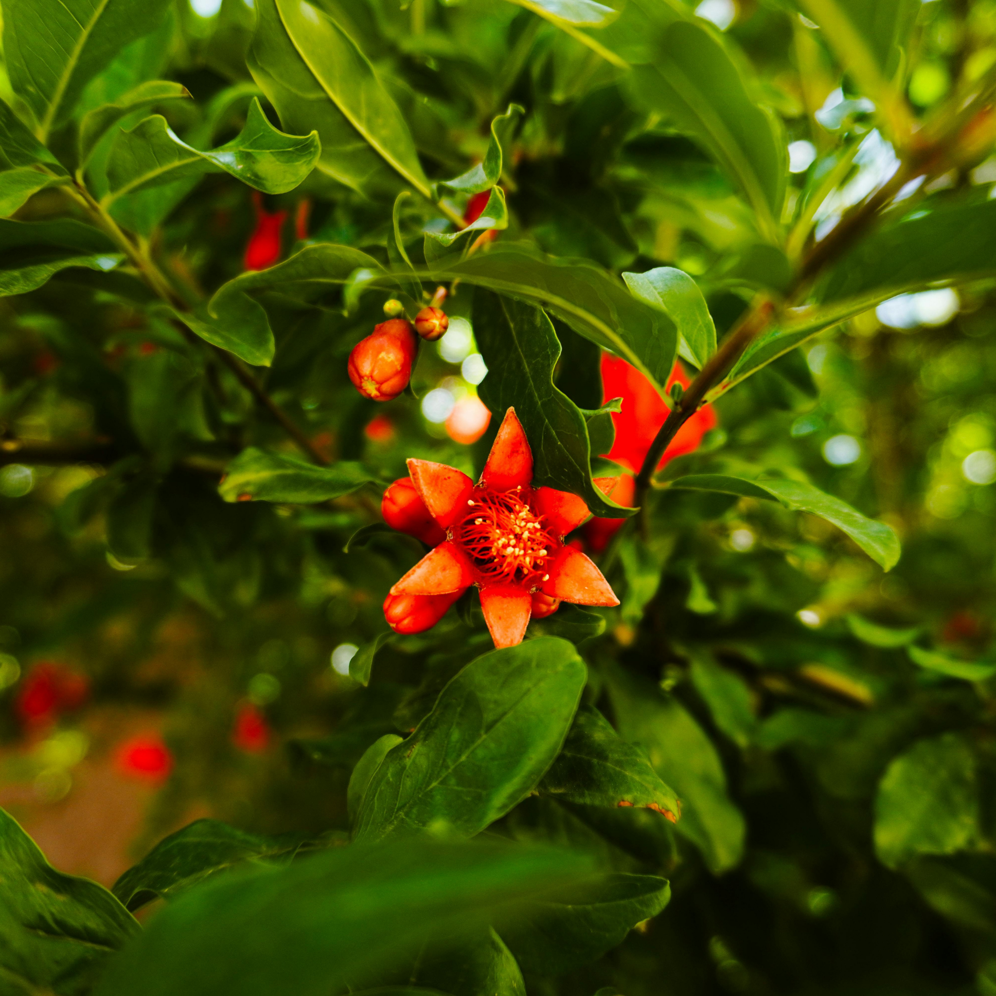 Pomegranate Tree - Punica granatum Wonderful