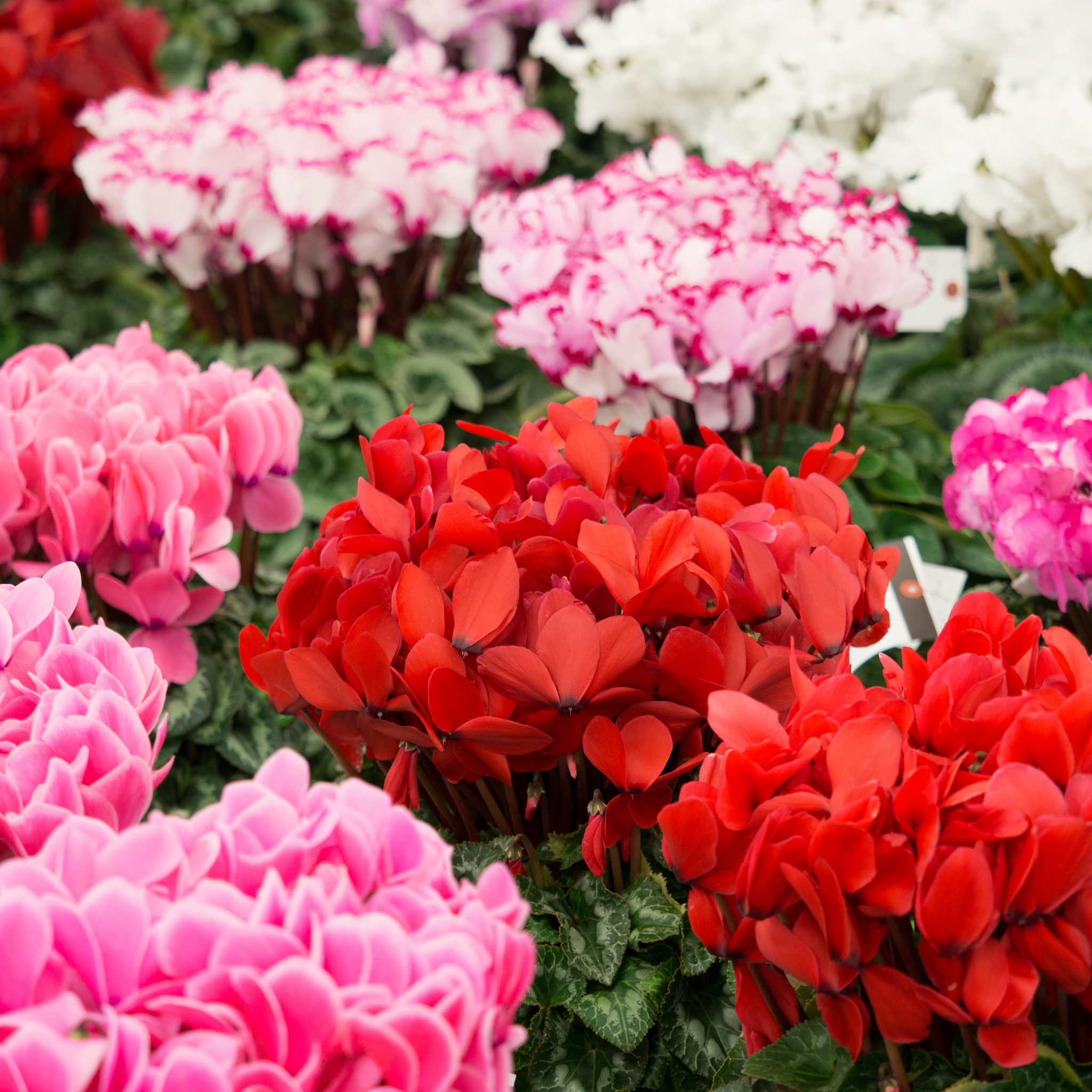 Cyclamen Assorted