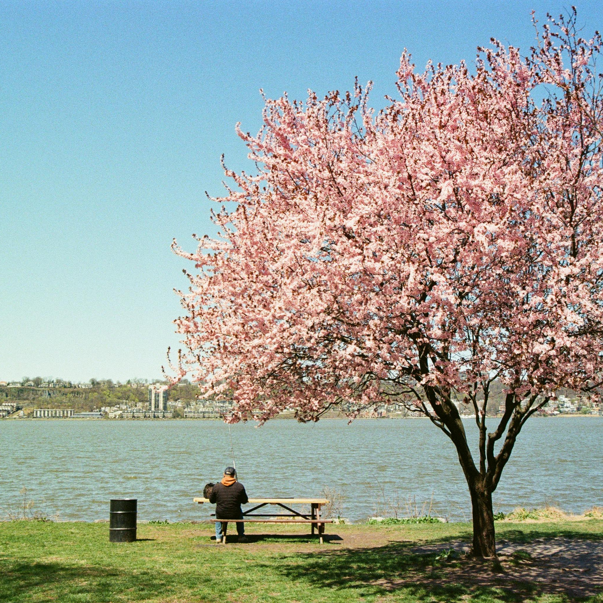 Person sitting on a bench under a cherry blossom tree by a lake