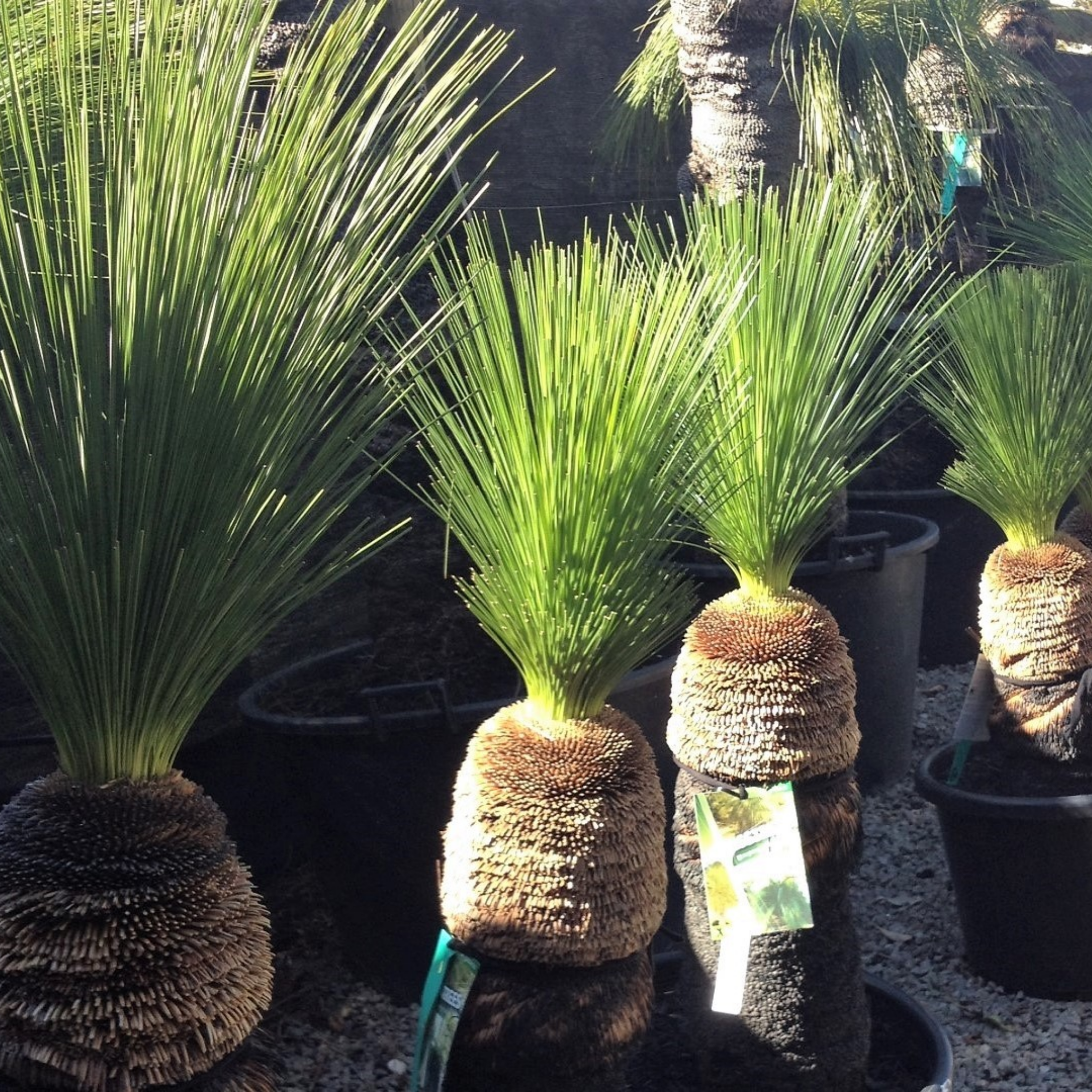 Johnson Grass Tree - Xanthorrhoea johnsonii