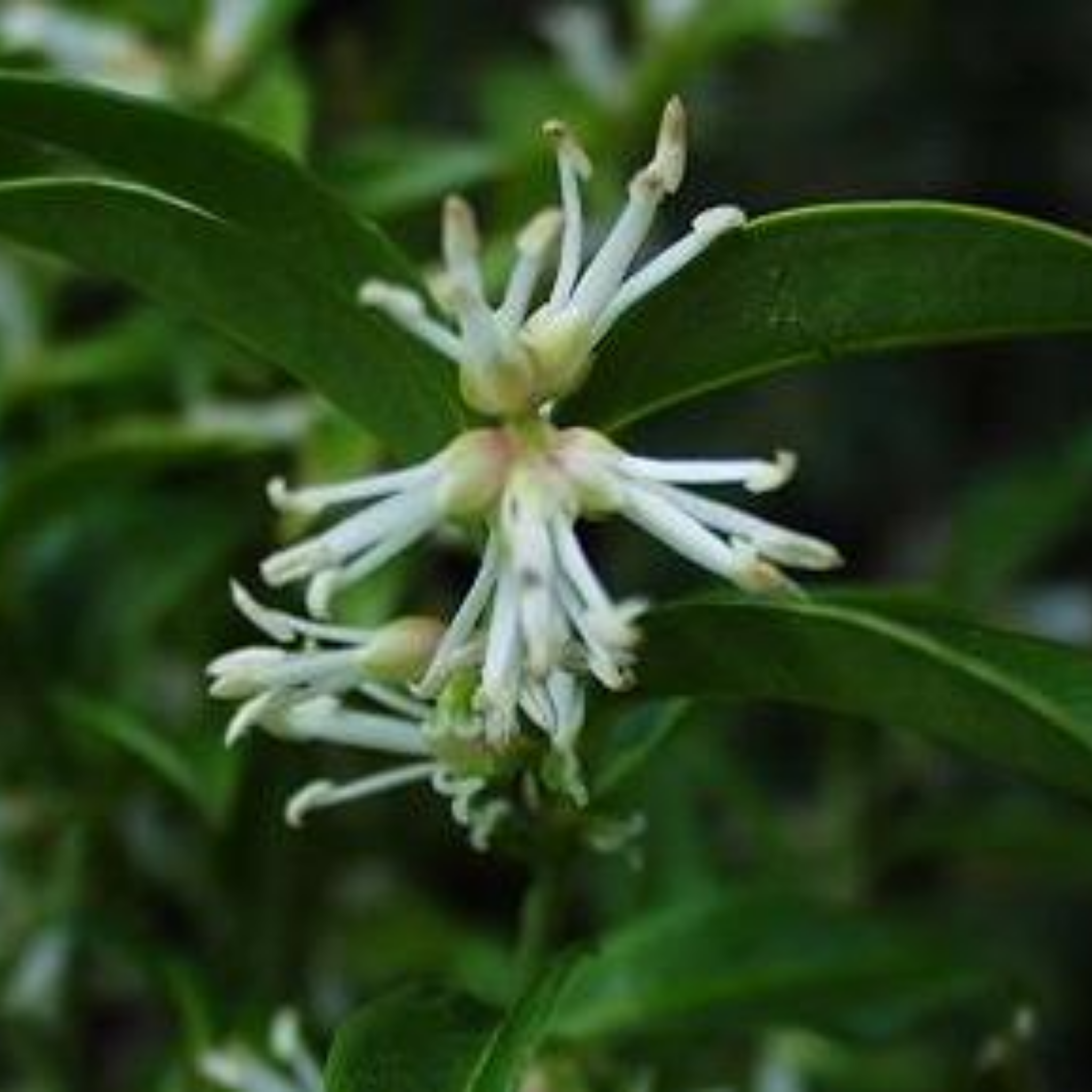 Sweetbox - Sarcococca confusa
