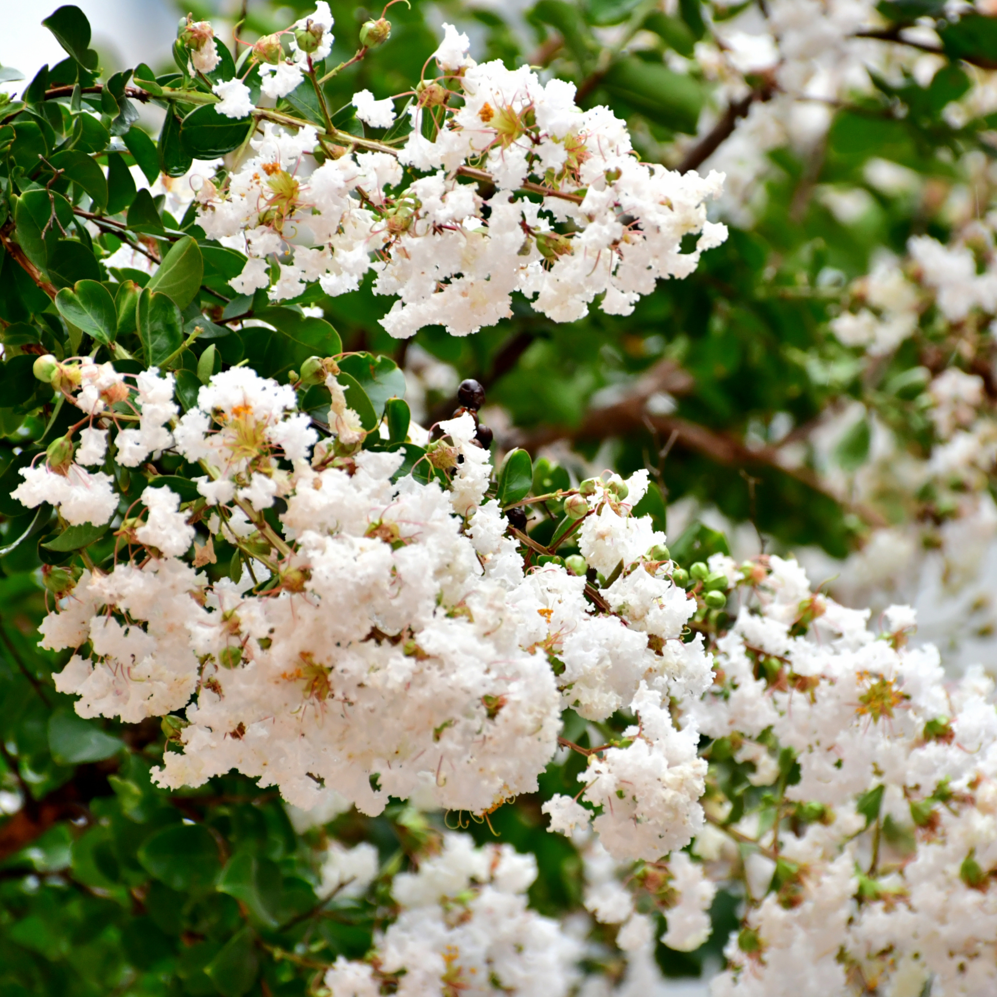 White Crepe Myrtle - Lagerstroemia indica fauriei Natchez