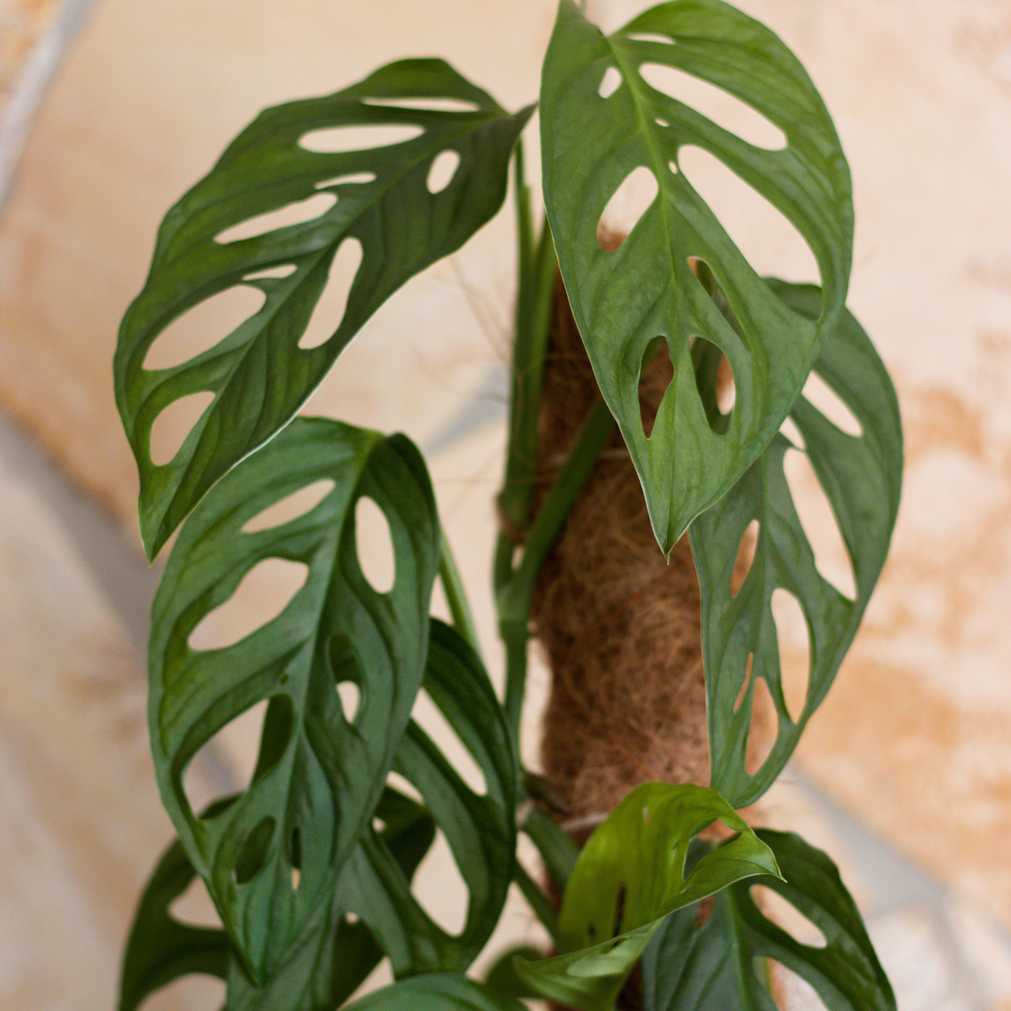 Swiss Cheese Vine - Monstera adansonii