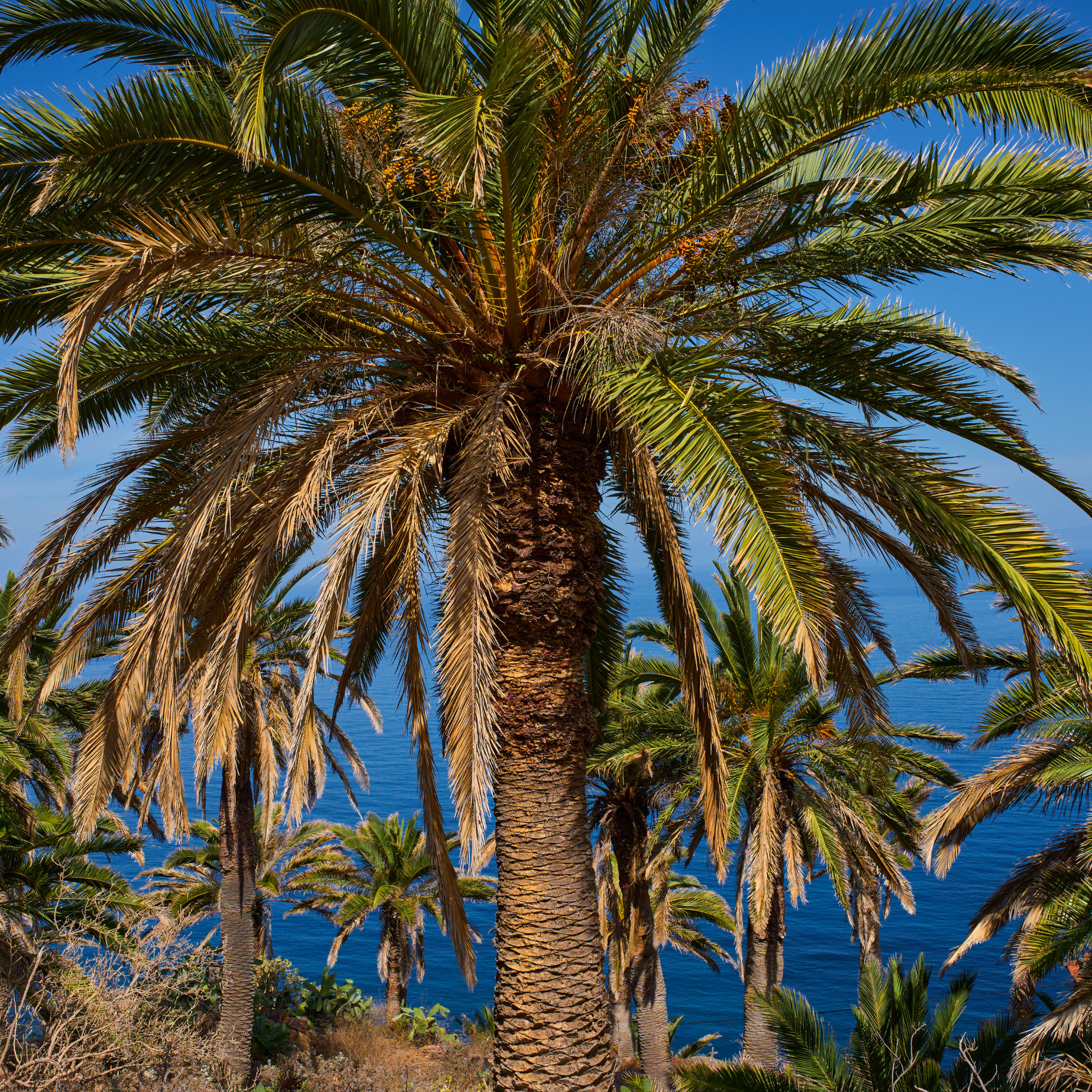 Canary Island Date Palm - Phoenix canariensis