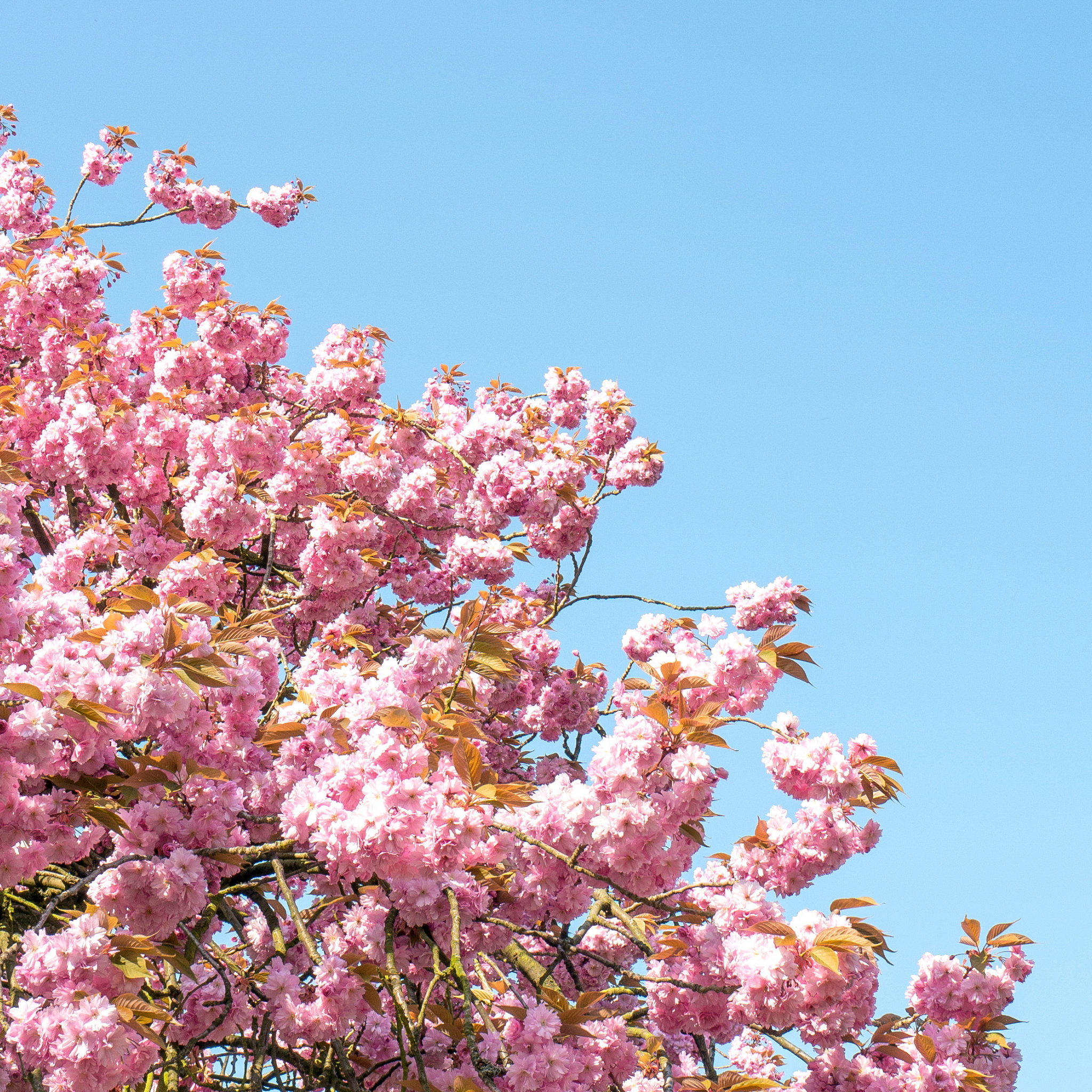 Pink cherry blossom tree against a clear blue sky