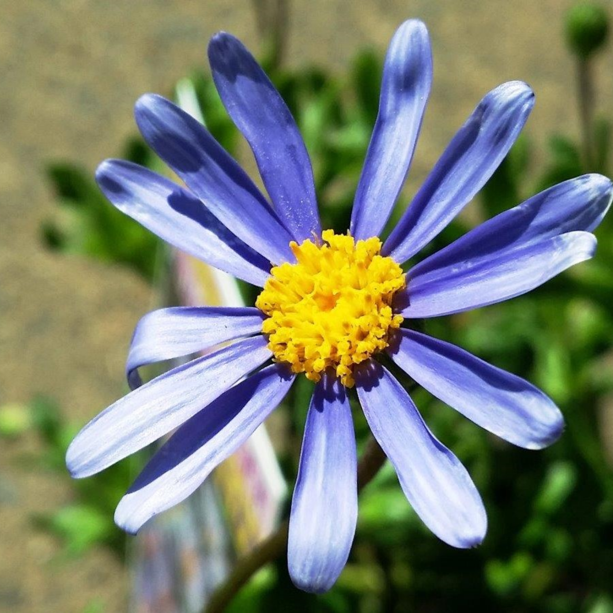 Blue Marguerite - Felicia amelloides