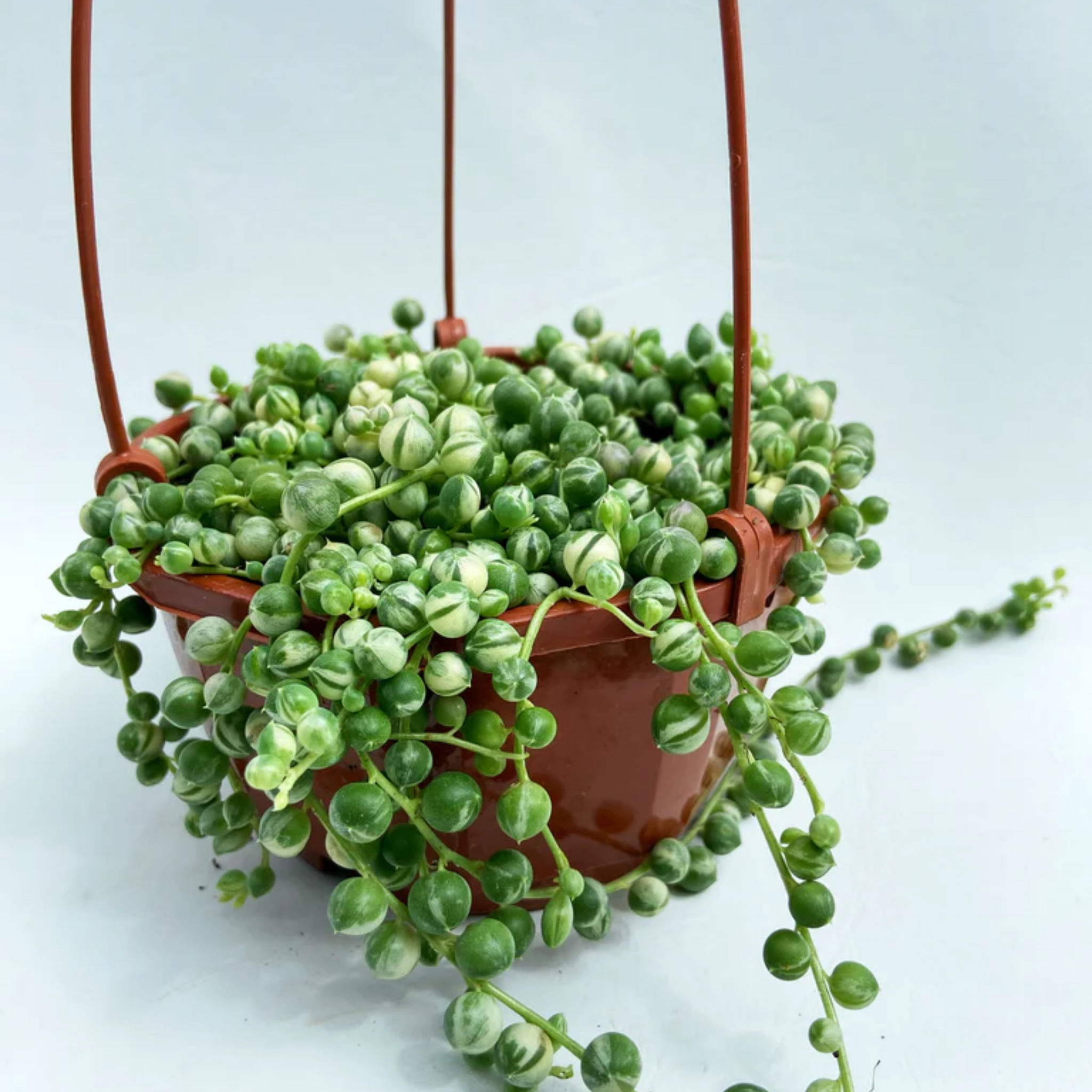 Variegated String of Pearls - Senecio rowleyanus Variegata