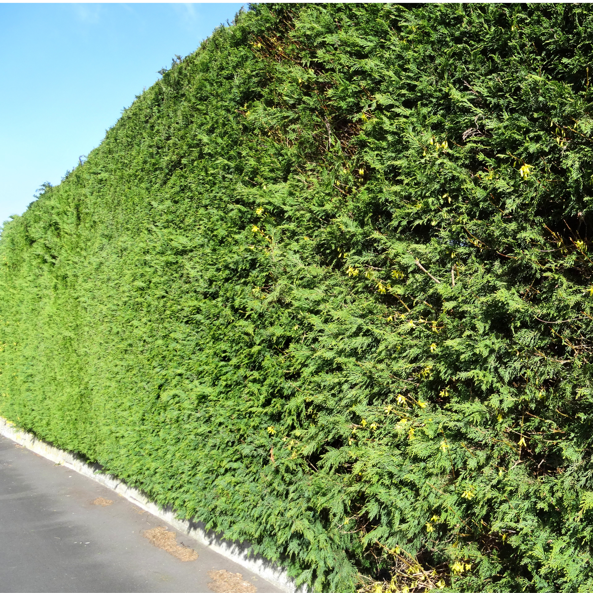 Cupressocyparis leylandii Madeline - Bettergreen Cypress