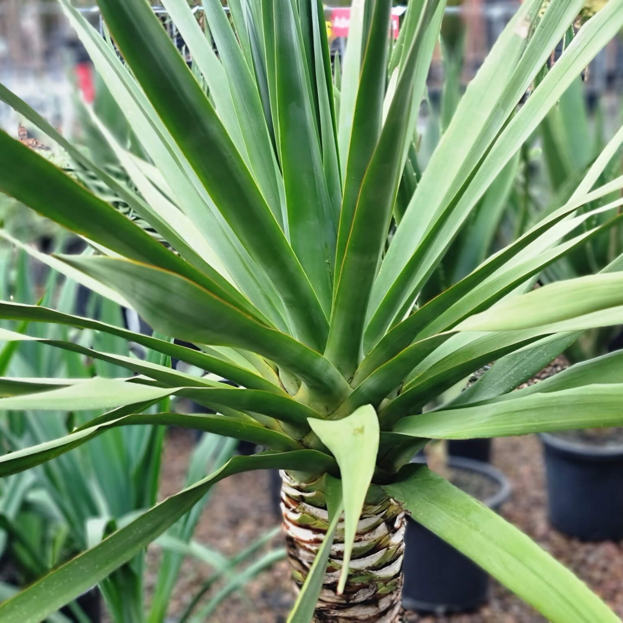 Canary Islands Dragon Tree - Dracaena draco