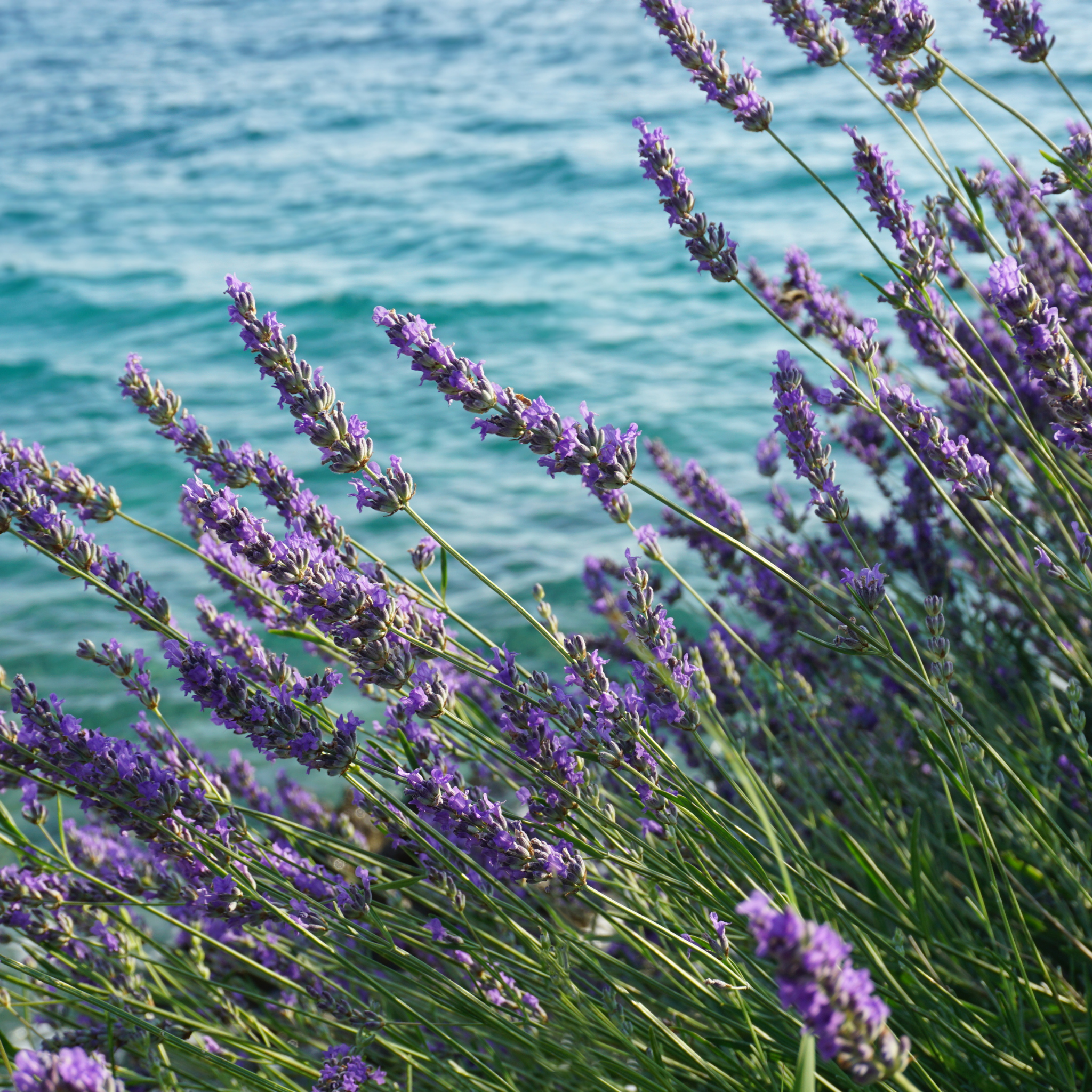 Dutch Lavender - Lavandula intermedia 'Grosso'