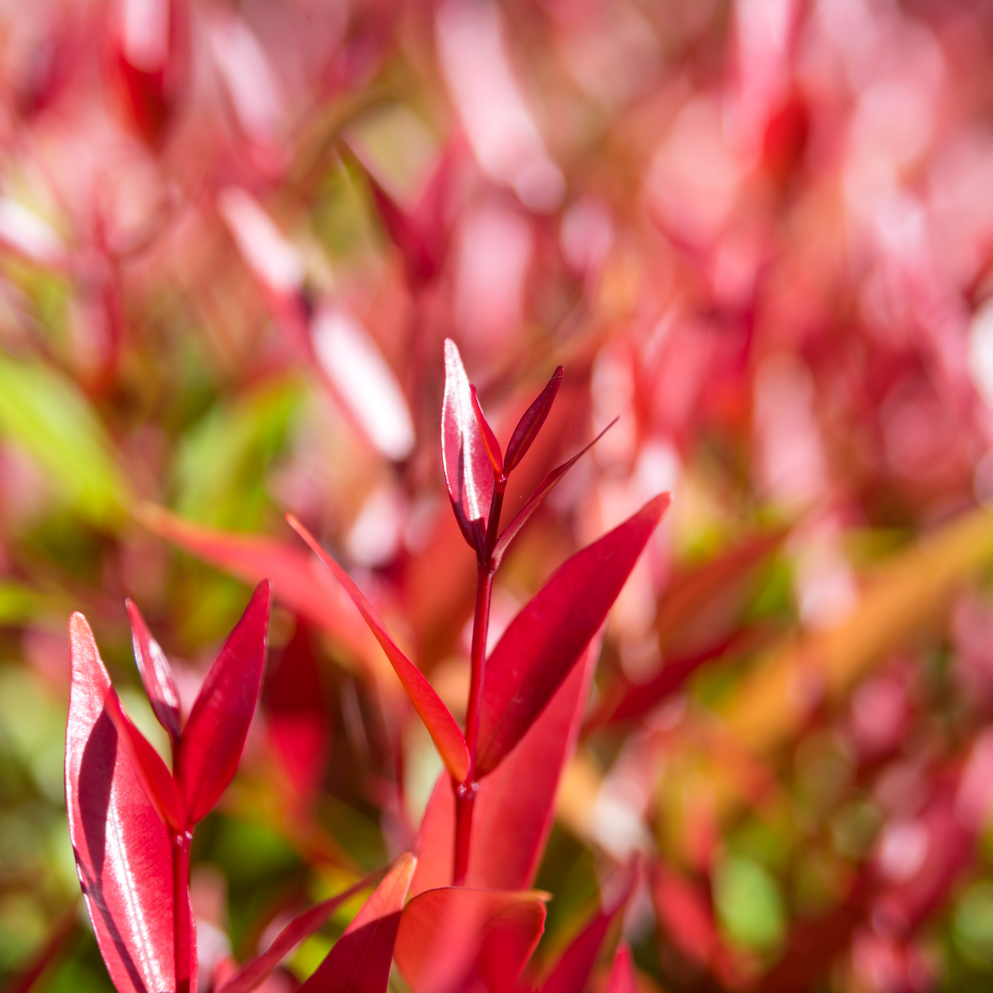 Lilly Pilly - Brush Cherry - Syzygium australe