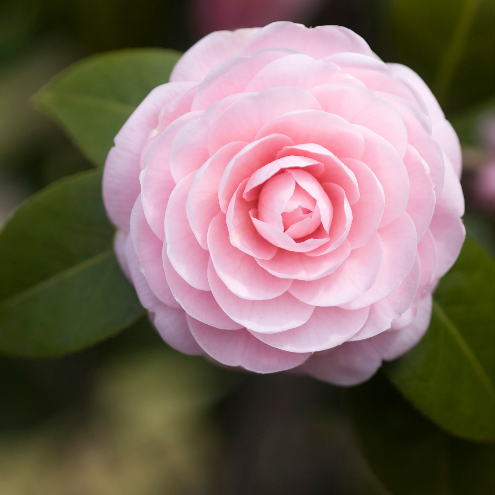 Camellia hybrida E G Waterhouse
