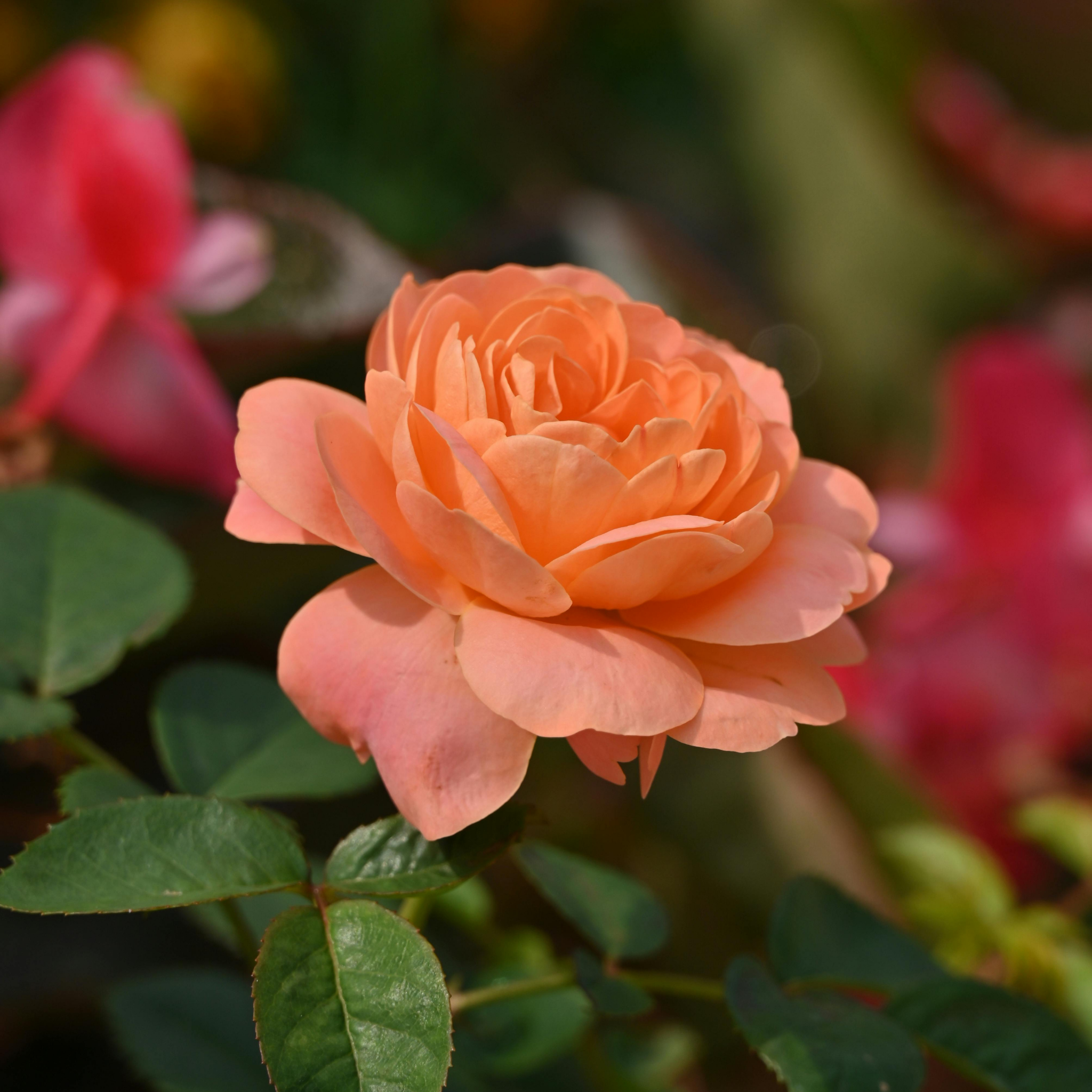 Hybrid Tea Rose - Rosa Princesse Charlene de Monaco