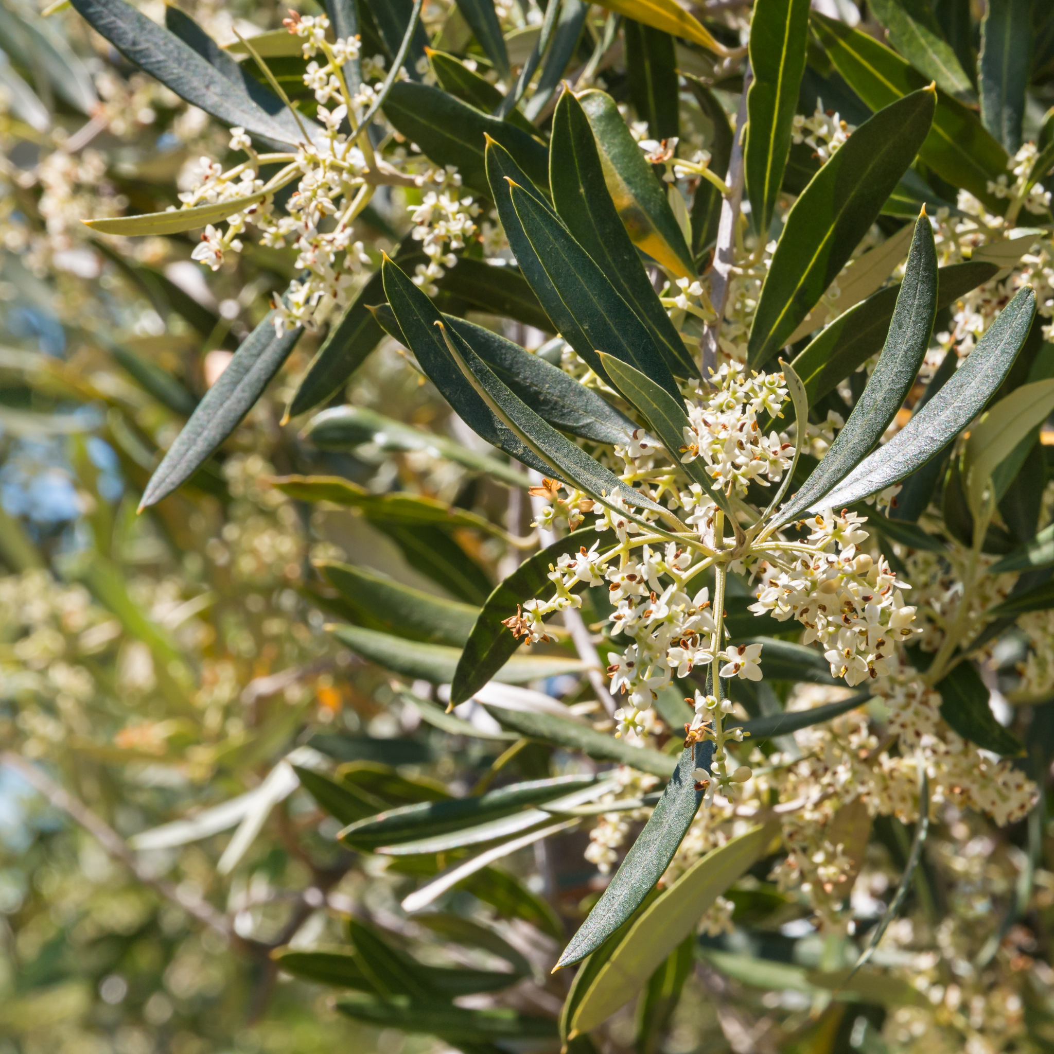 Common Olive Tree - Olea europaea