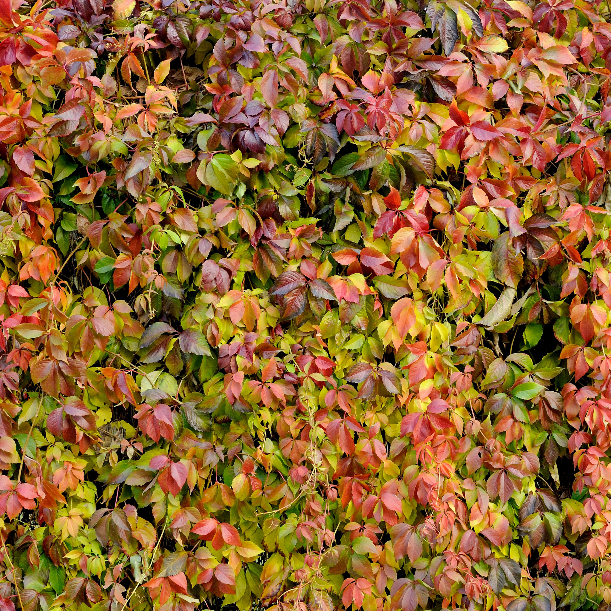 Virginia Creeper - Parthenocissus quinquefolia