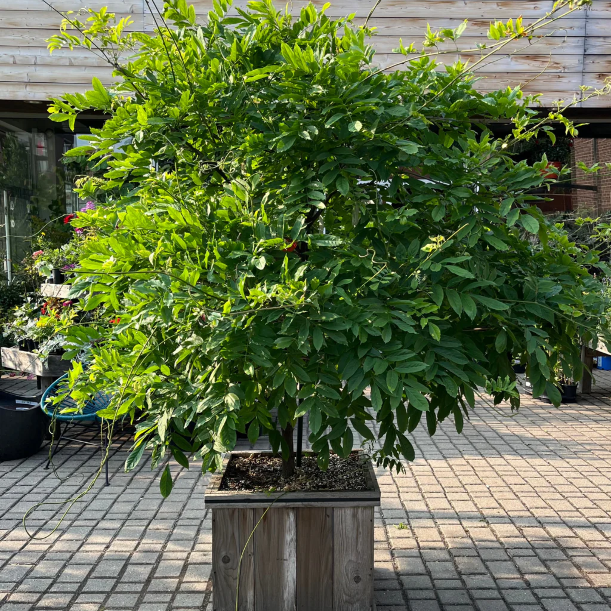 Pink Japanese Wisteria - Wisteria floribunda Honbeni