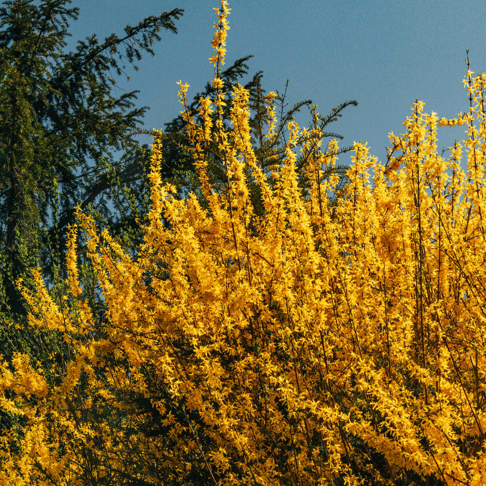 Border Forsythia - Forsythia intermedia Beatrix Farrand