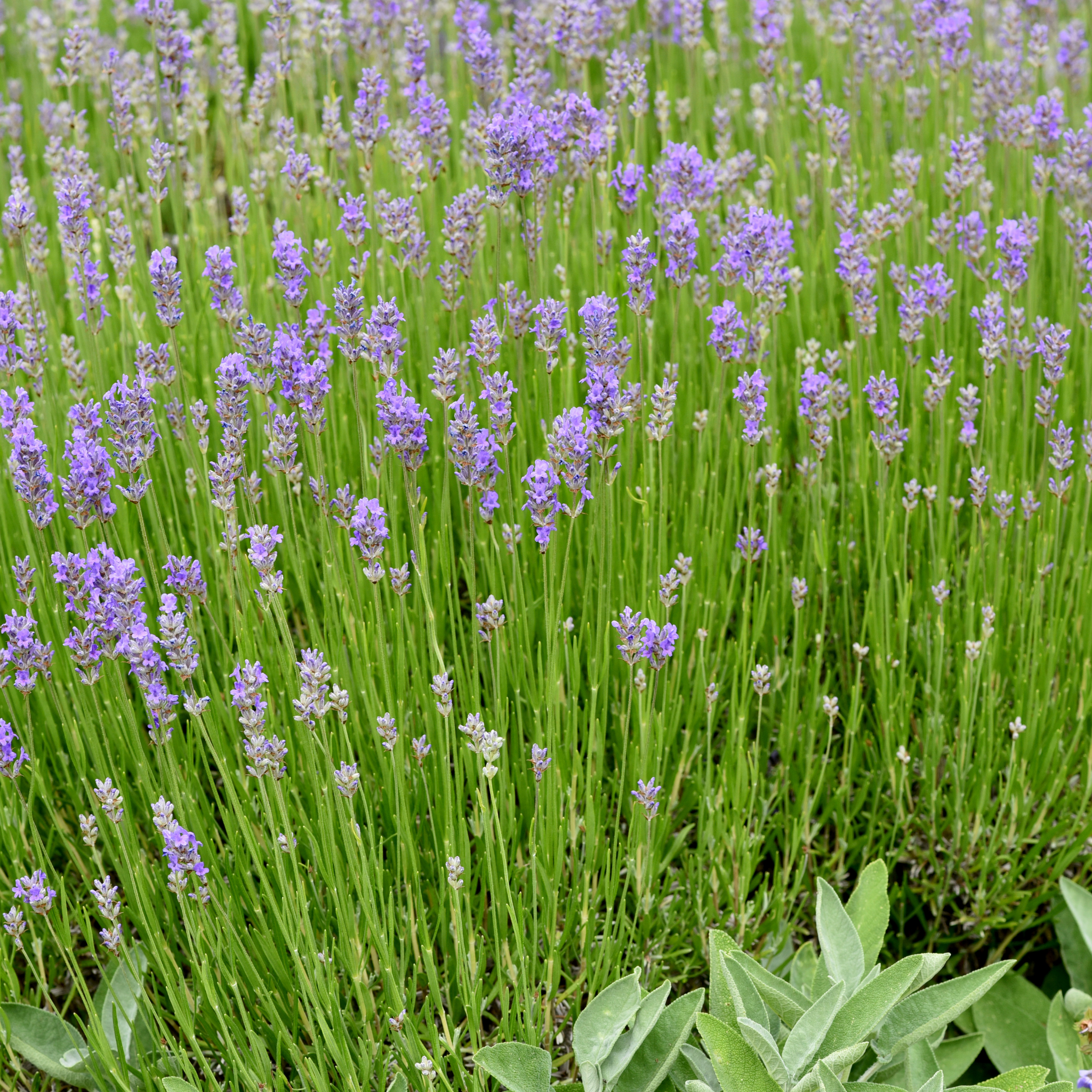 Dwarf French Lavender - Lavandula dentata La Diva Imperial