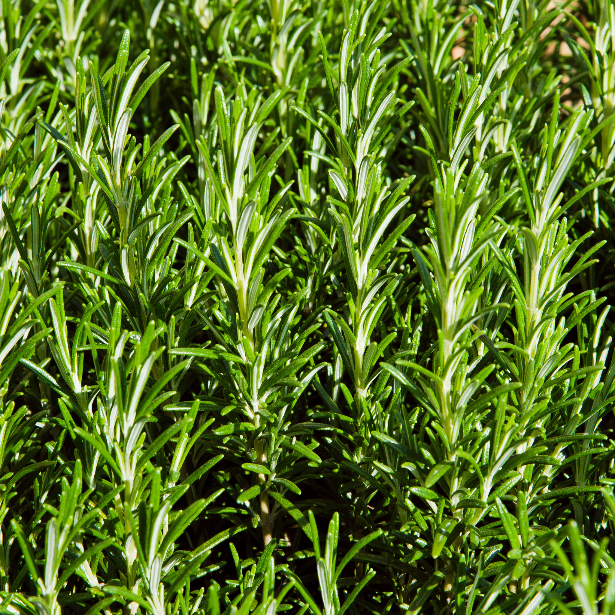 Blue Lagoon Rosemary - Rosmarinus officinalis Blue Lagoon