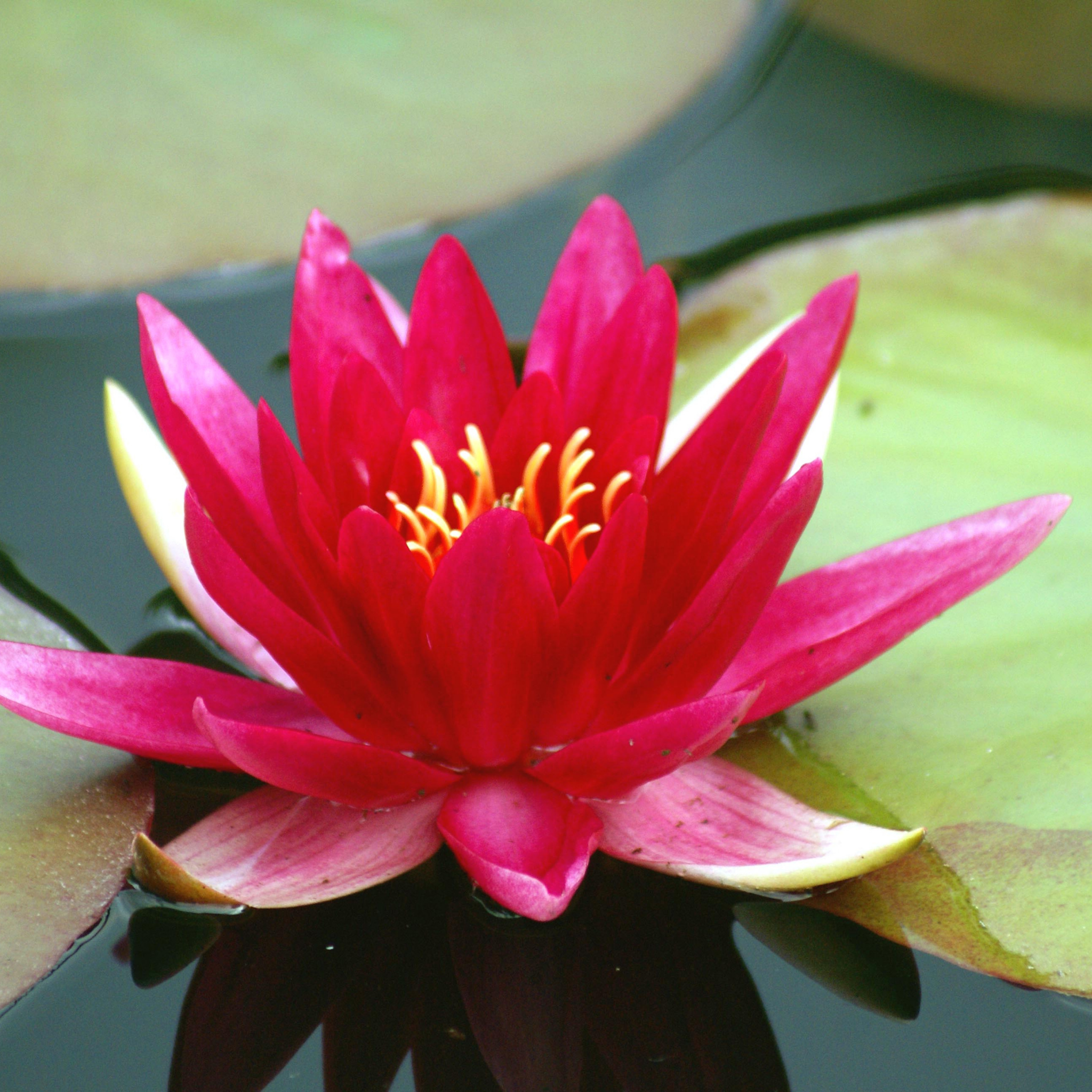 Red Water Lily - Nymphaea hybrida Red