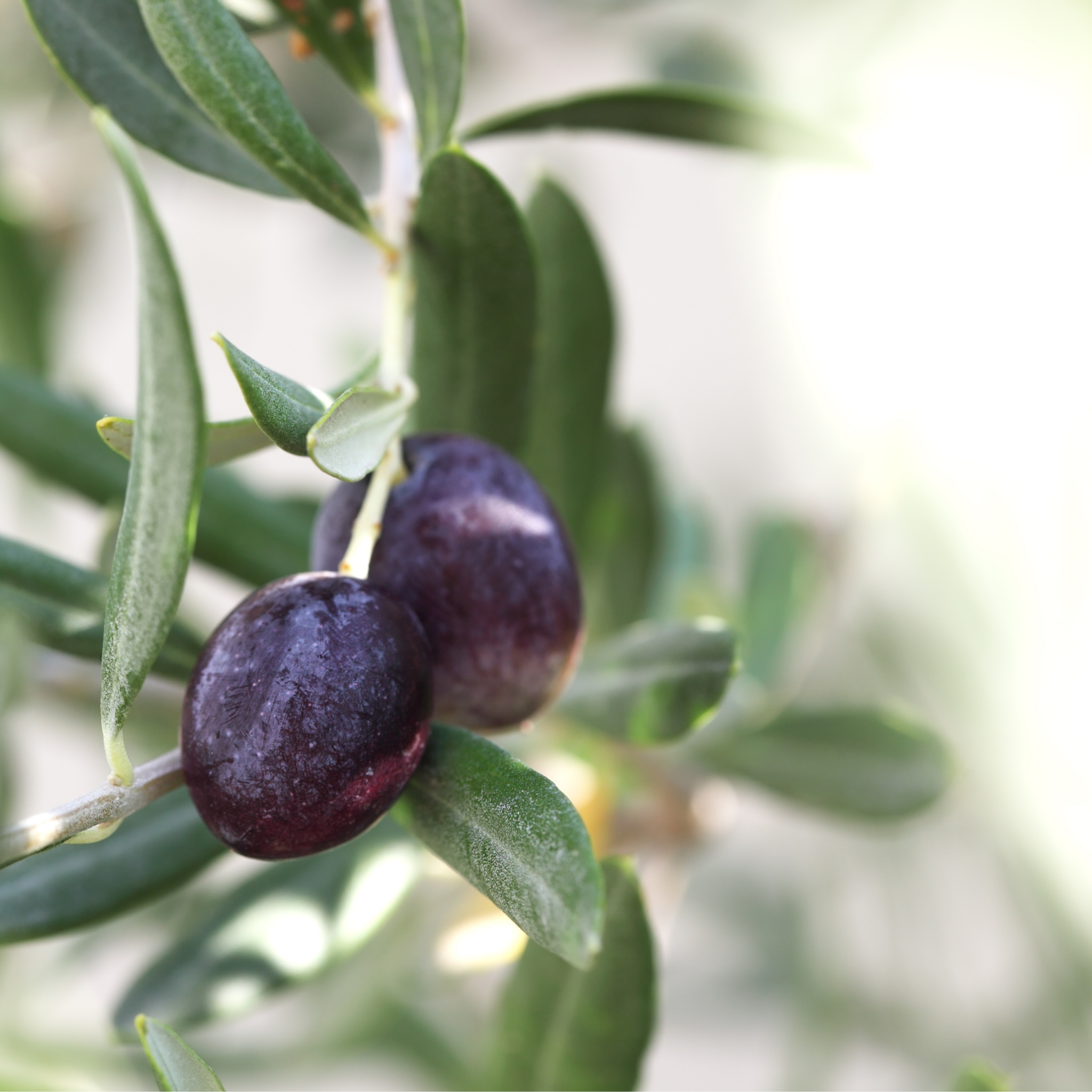 Manzanillo Olive Tree - Olea europaea Manzanillo