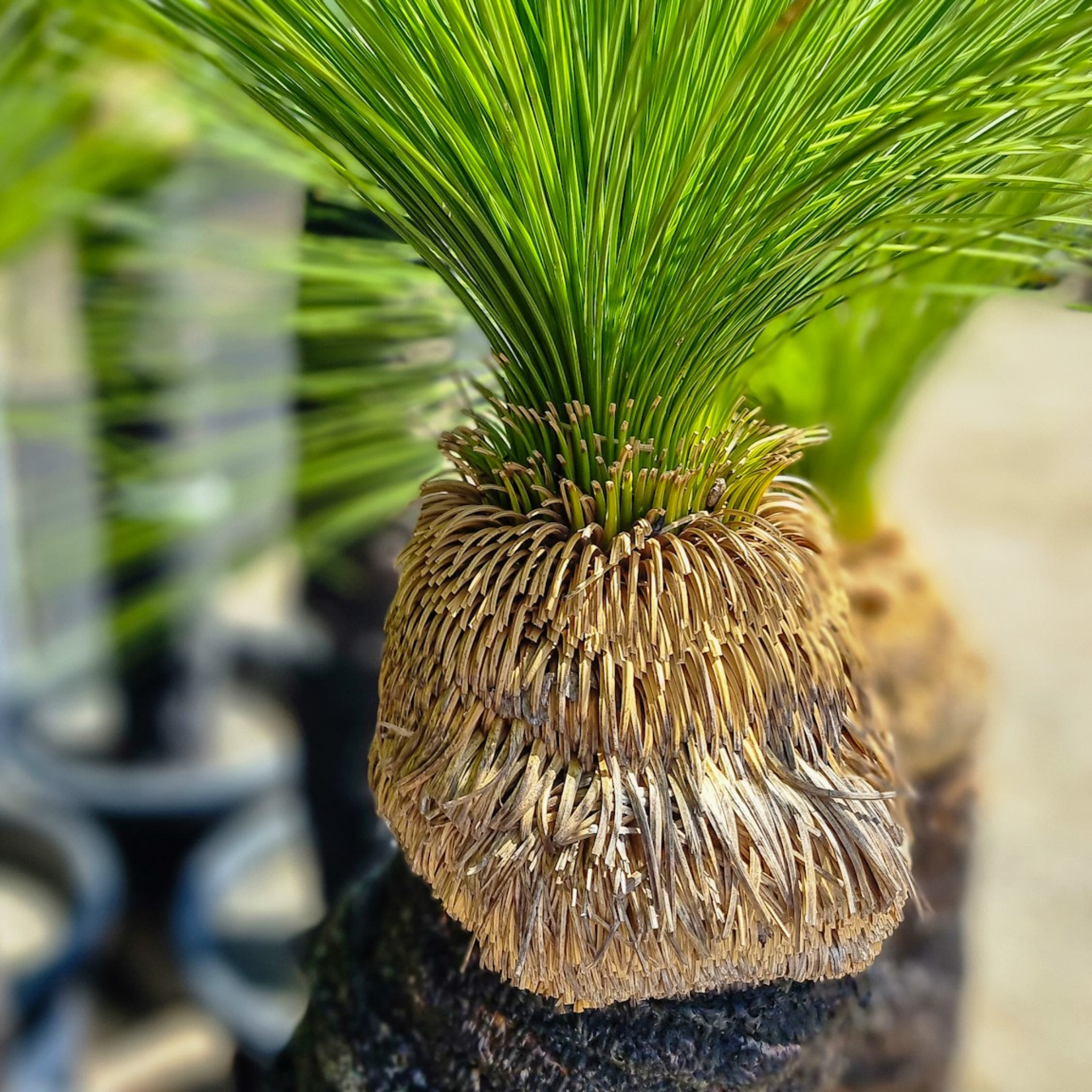 Johnson Grass Tree - Xanthorrhoea johnsonii