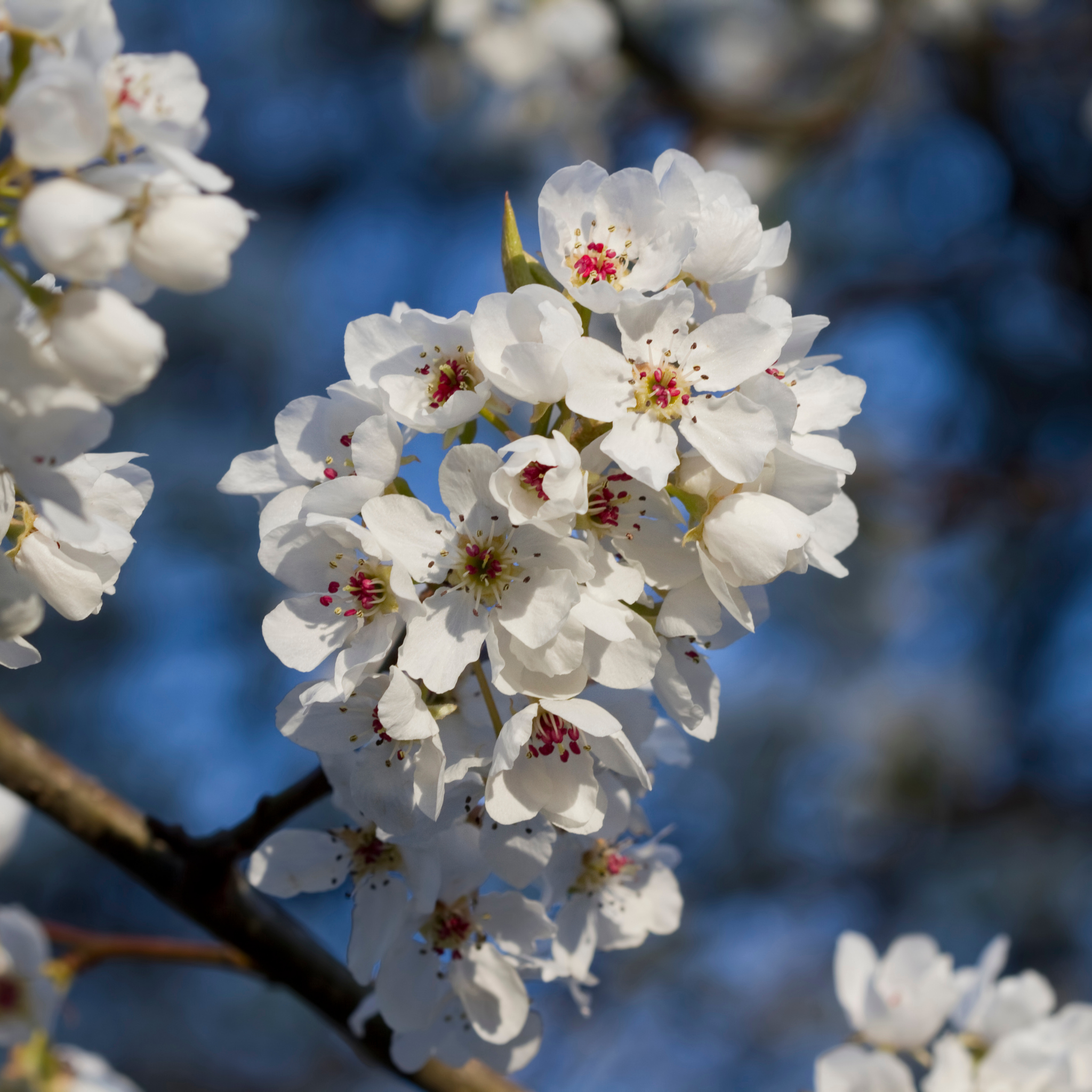 Ornamental Callery Pear Capital - Pyrus calleryana Capital