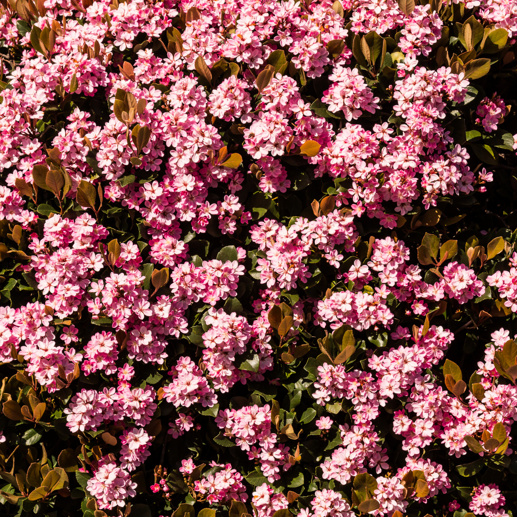 Indian hawthorn - Rhaphiolepis indica