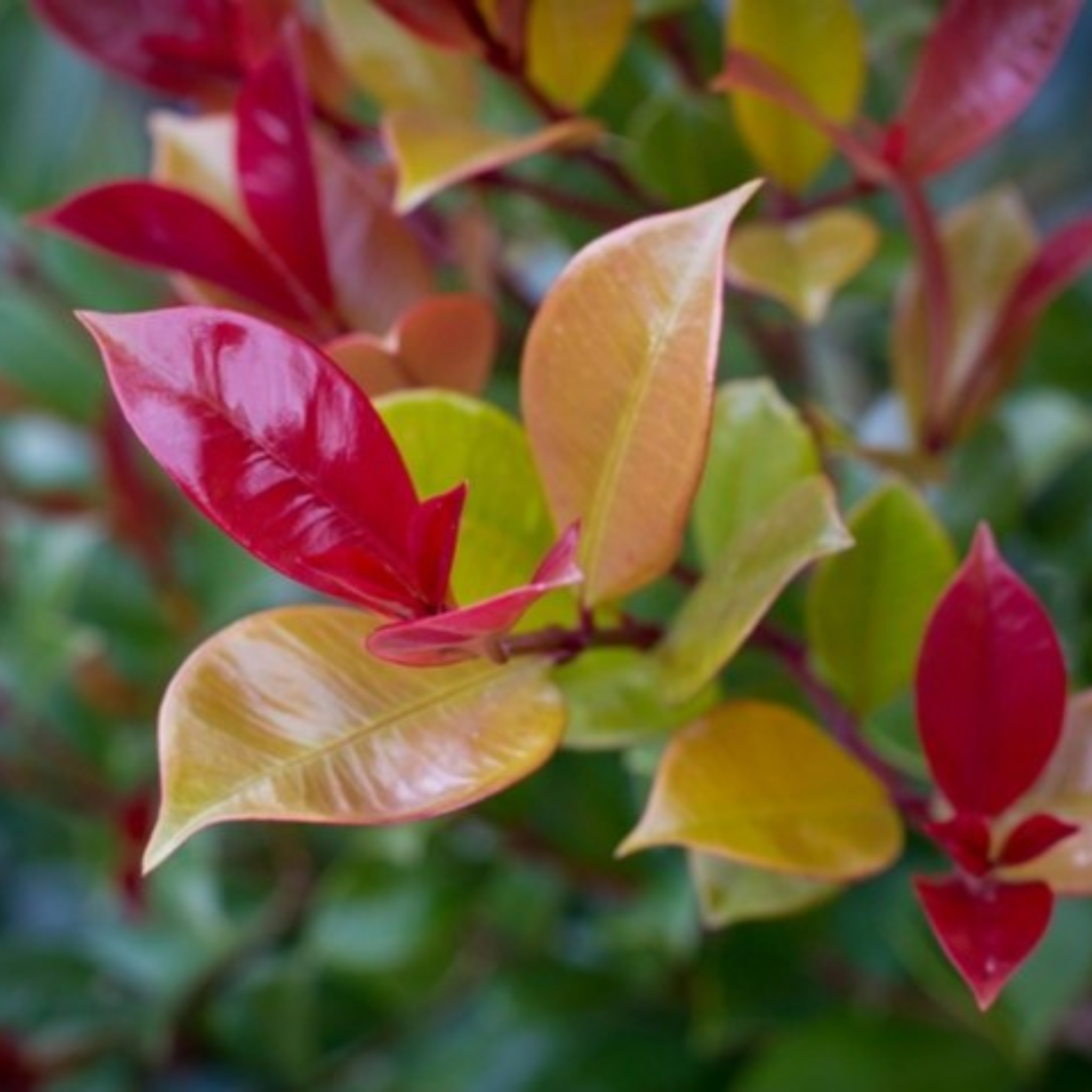 Lilly Pilly Big Red - Syzygium australe Big Red PBR