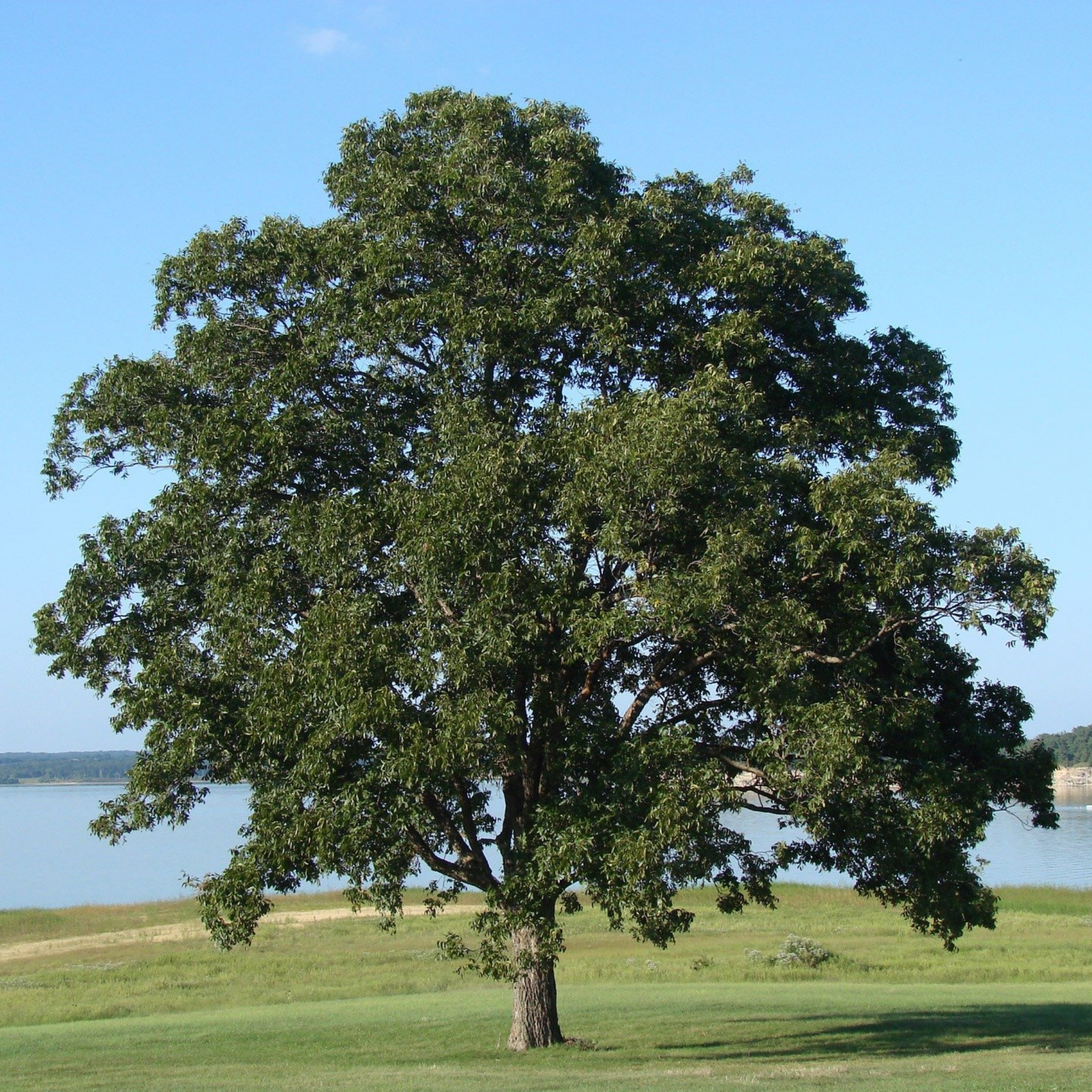 Jala Avocado Tree - Persea americana 'Jala'